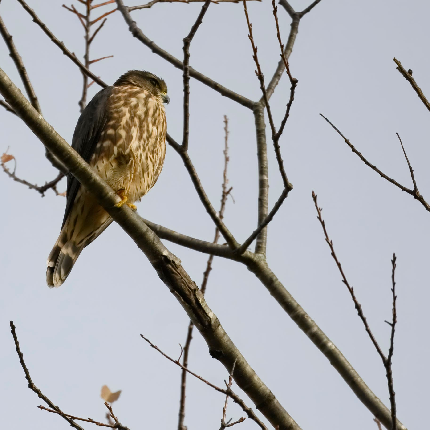 Smelleken (Falco columbarius) - Merlin redgate 10.27.24 DSC 3435-topaz-rawdenoise