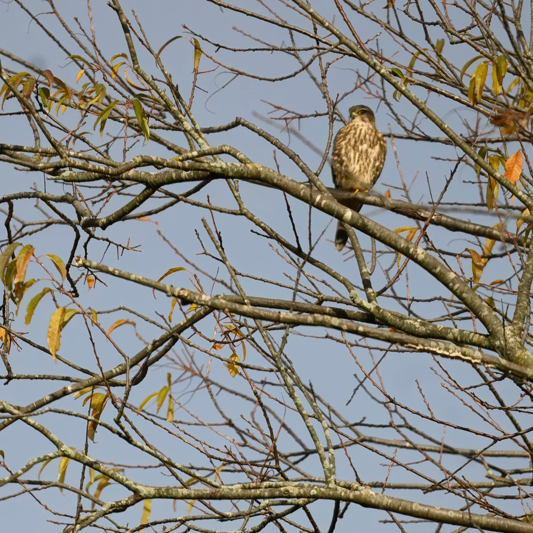 Smelleken (Falco columbarius) - Merlin redgate 10.27.24 DSC 3393-topaz-rawdenoise