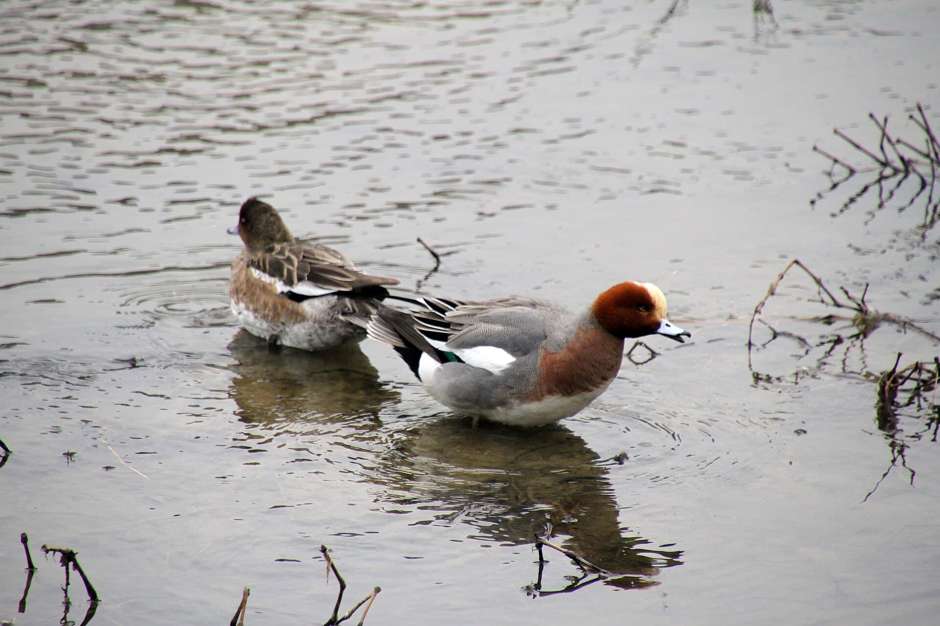 Smient (Mareca penelope) - Kamo-Gawa Canard siffleur Mareca penelope IMG 5253