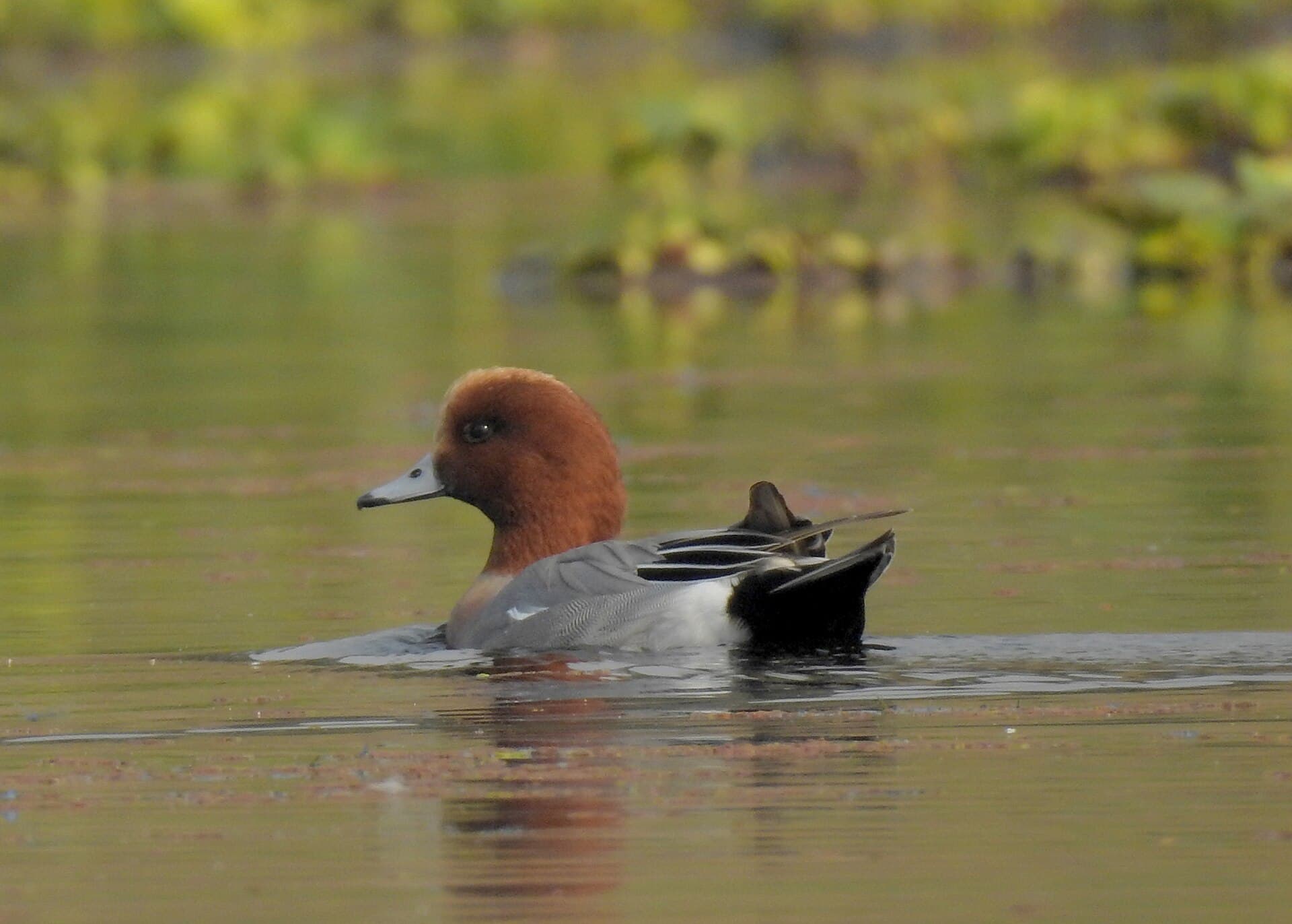 Smient (Mareca penelope) - Eurasian Wigeon by Tisha Mukherjee 01