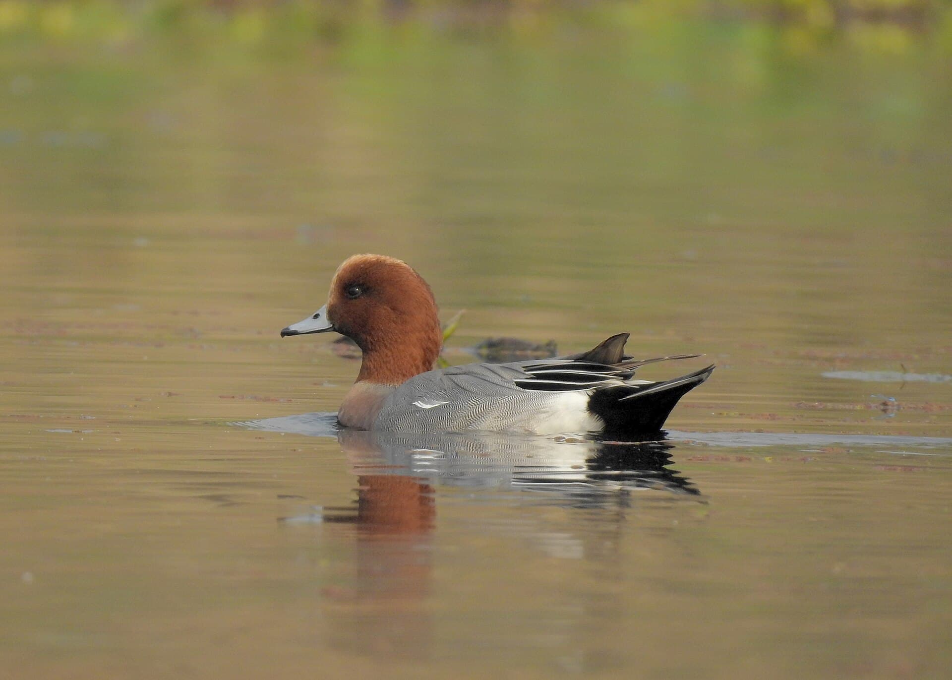 Smient (Mareca penelope) - Eurasian Wigeon by Tisha Mukherjee 03