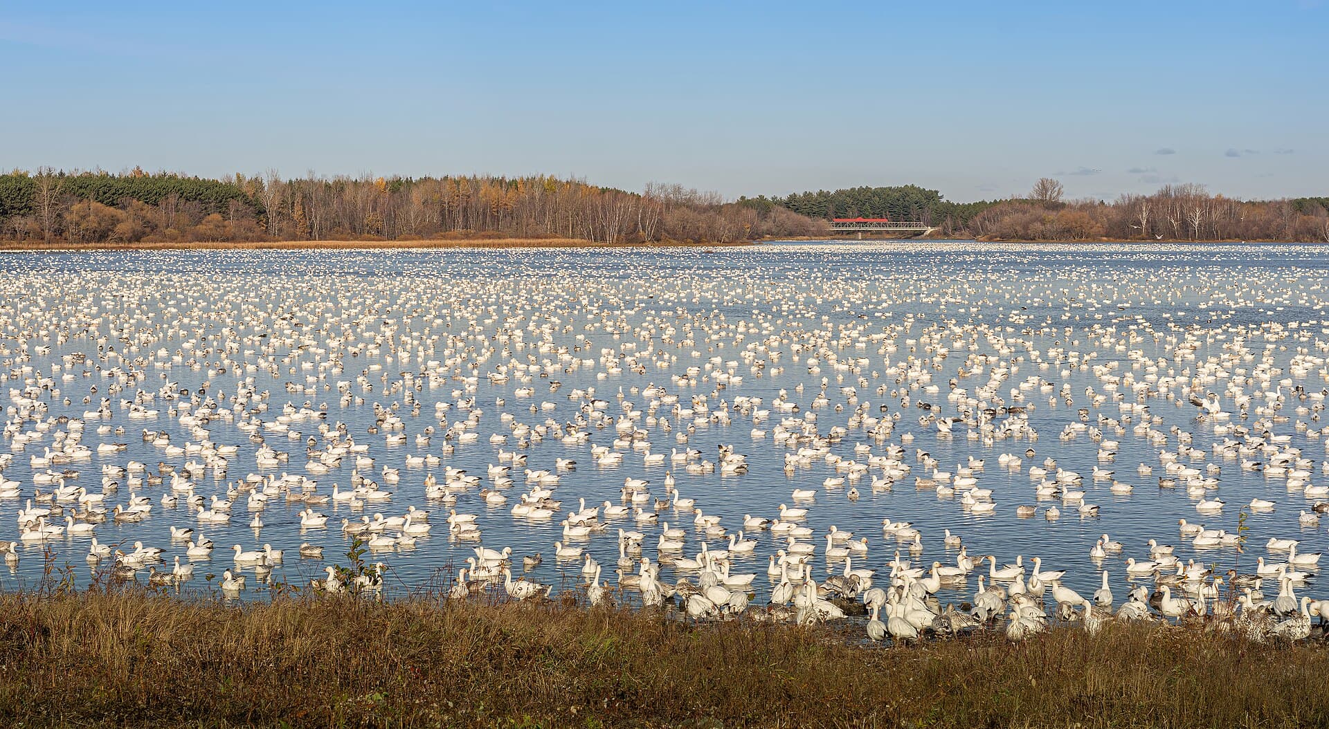 Sneeuwgans (Anser caerulescens) - Parc du réservoir Beaudet