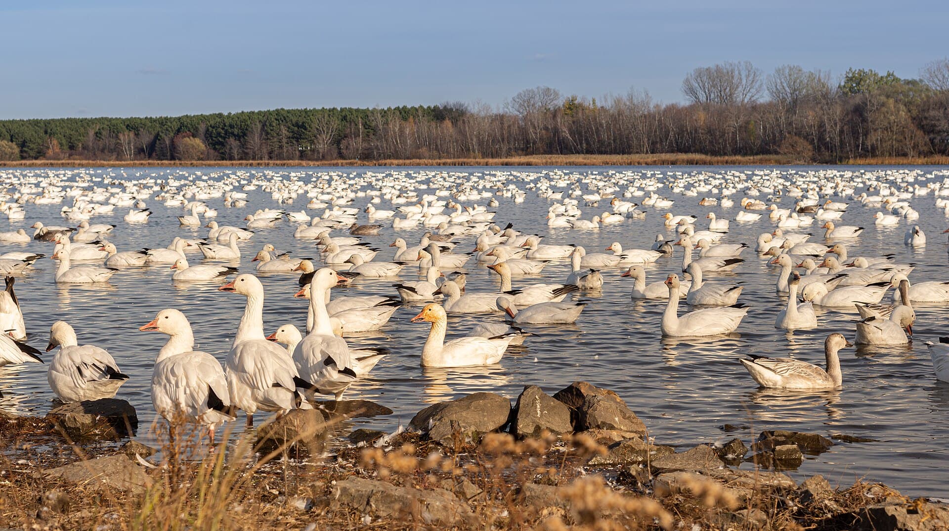 Sneeuwgans (Anser caerulescens) - Parc du réservoir Beaudet 2