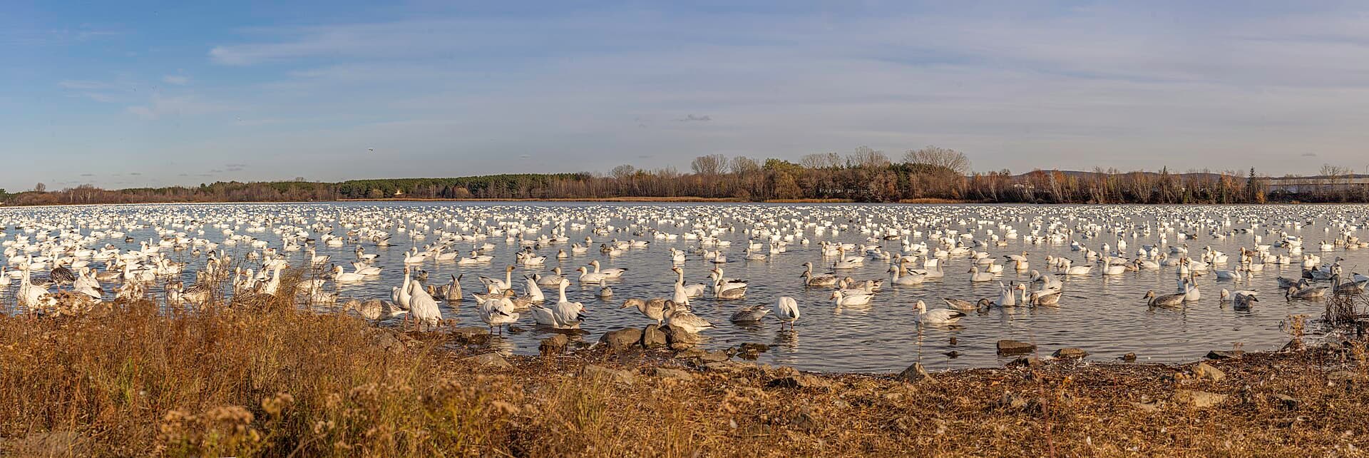 Sneeuwgans (Anser caerulescens) - Pano du Parc du réservoir Beaudet