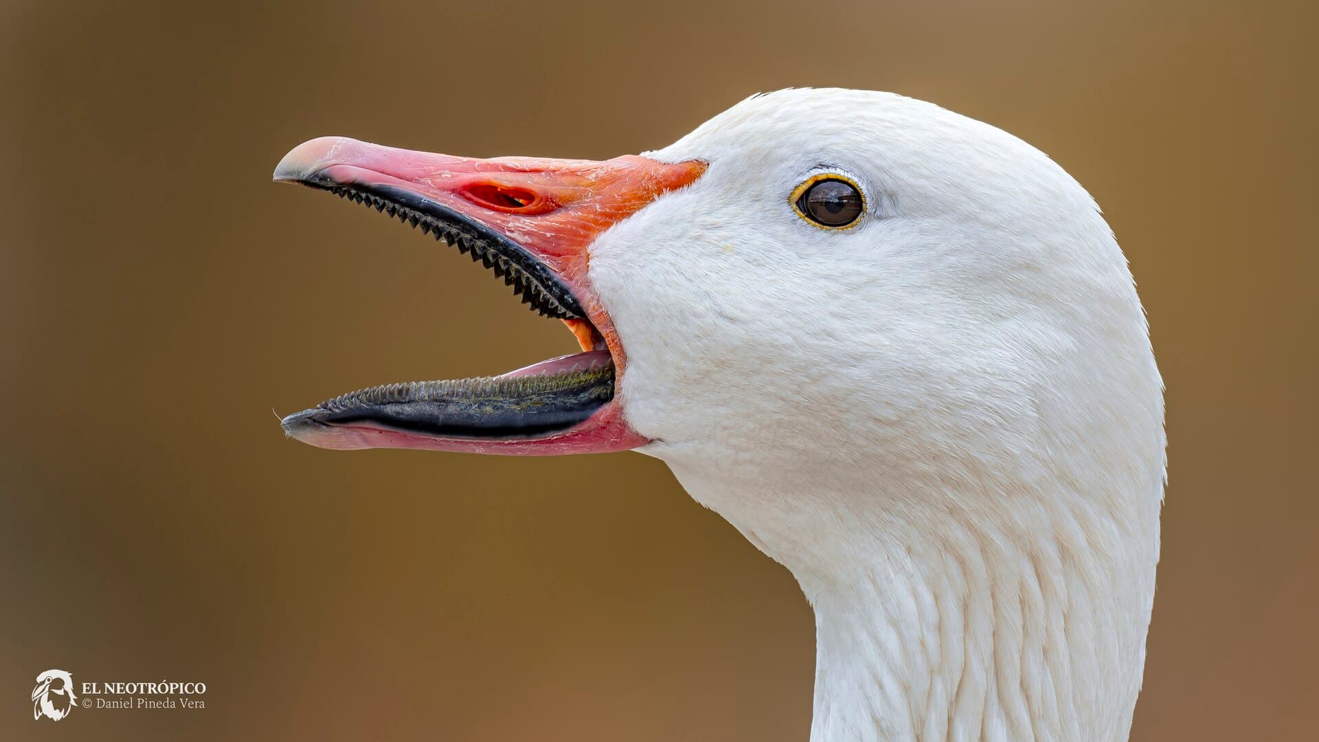 Sneeuwgans (Anser caerulescens) - Anser caerulescens 364941513