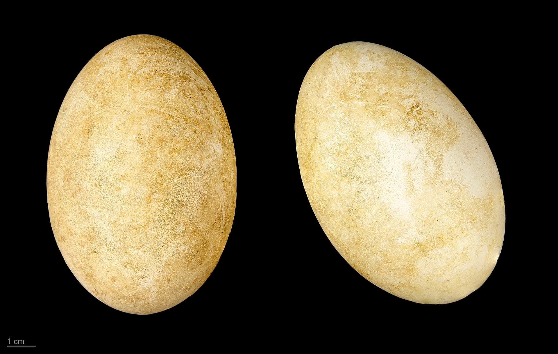 Sneeuwgans (Anser caerulescens) - Anser caerulescens MHNT.ZOO.2010.11.15.1
