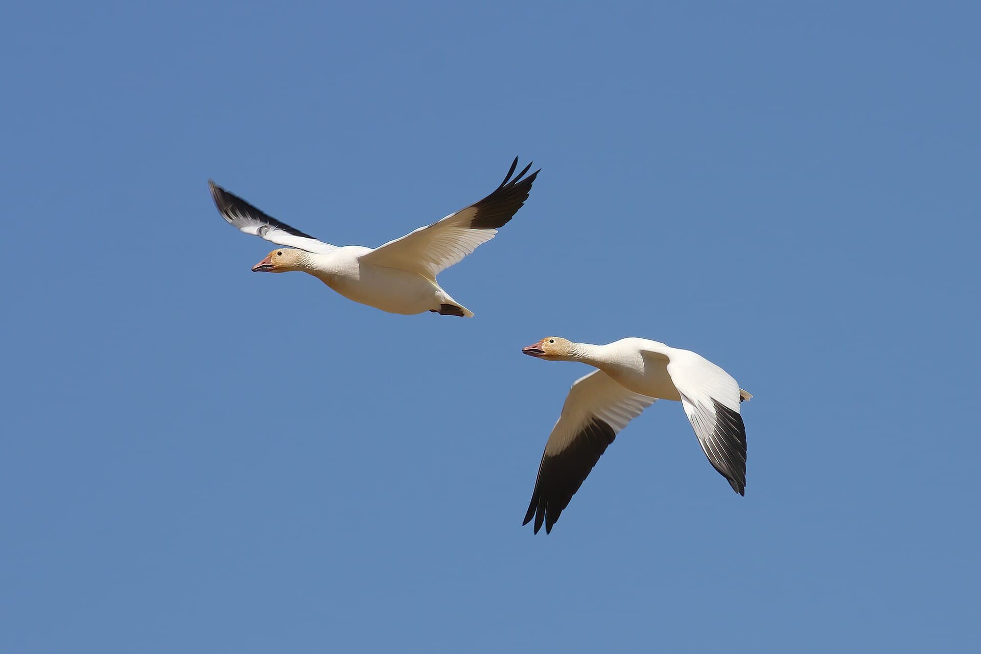 Sneeuwgans (Anser caerulescens) - Anser caerulescens CT8