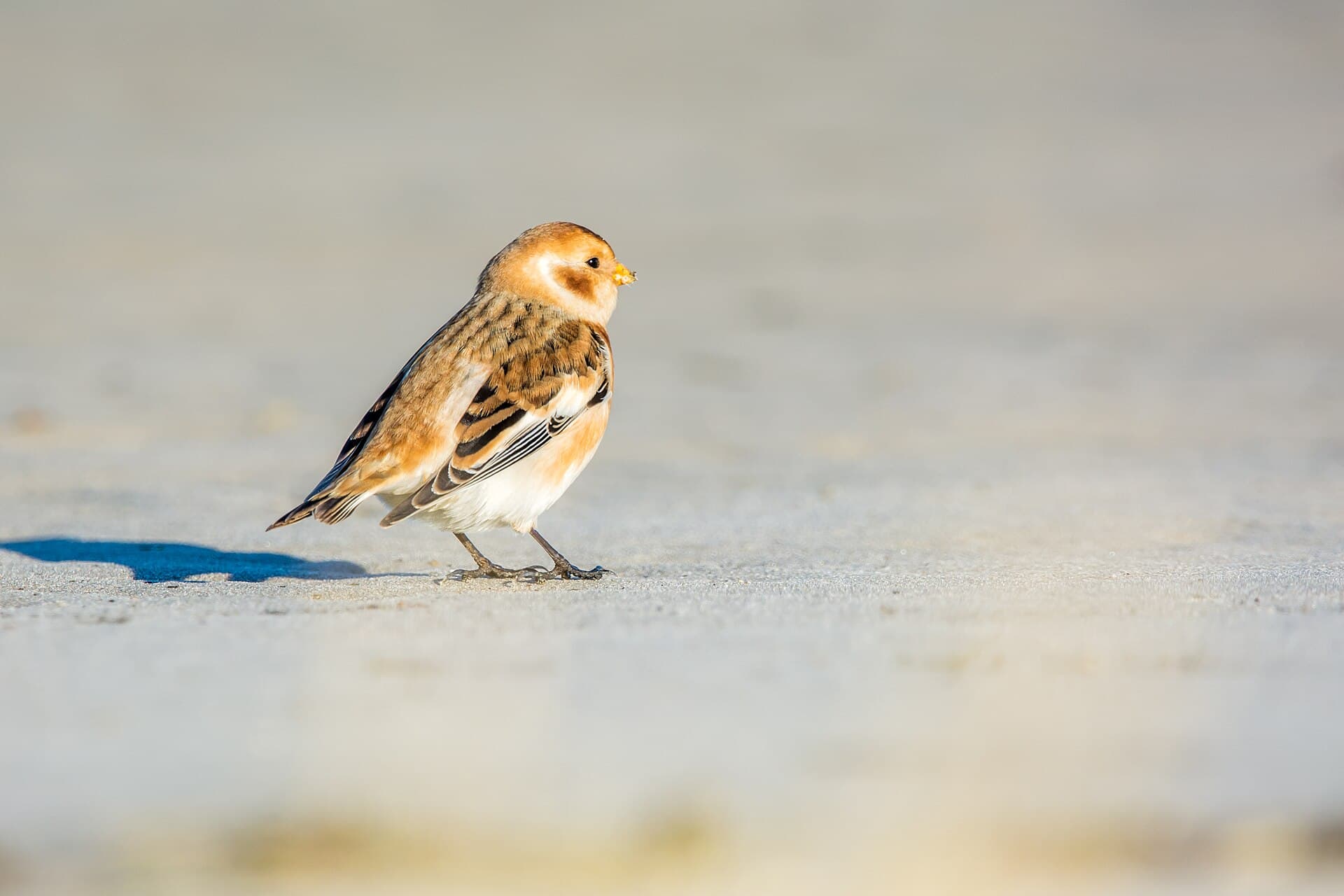 Sneeuwgors (Plectrophenax nivalis) - Schneeammer (Plectrophenax nivalis) - Spiekeroog, Nationalpark niedersächsisches Wattenmeer (2)