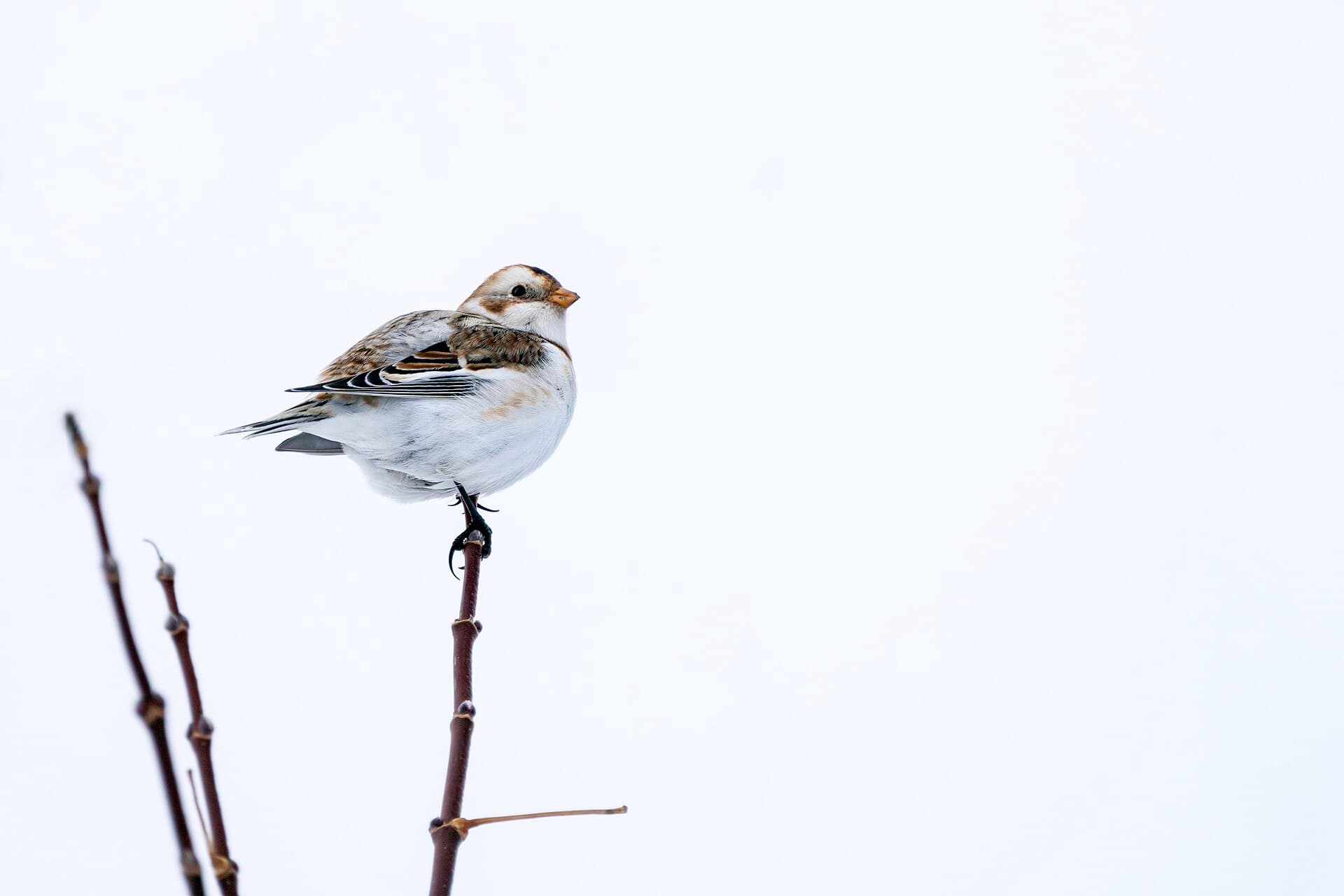 Sneeuwgors (Plectrophenax nivalis) - Snow Bunting in Wisconsin 02