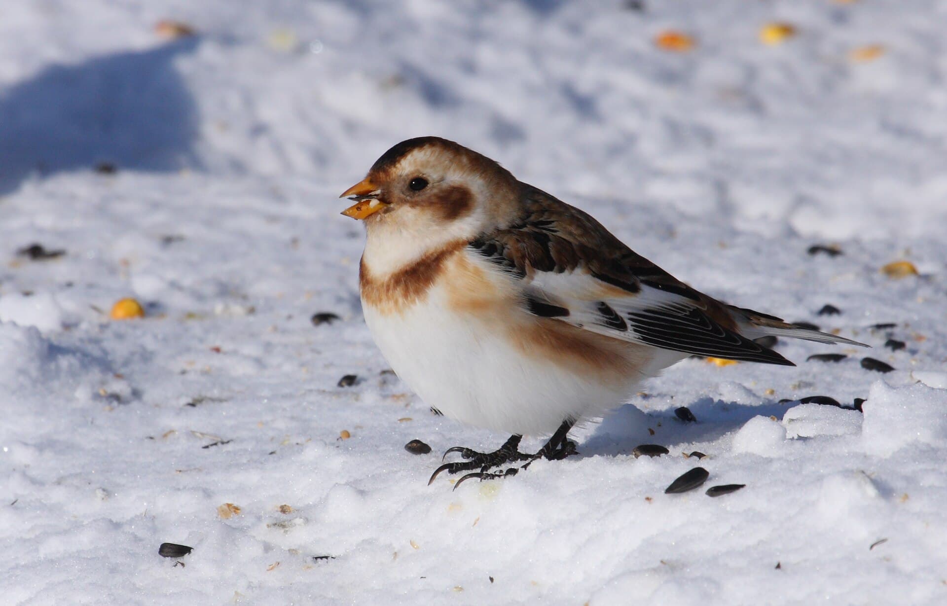Sneeuwgors (Plectrophenax nivalis) - Plectrophenax nivalis CT2