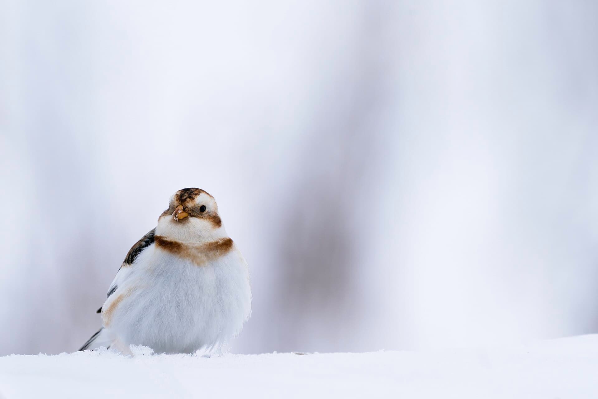Sneeuwgors (Plectrophenax nivalis) - Snow bunting in Wisconsin