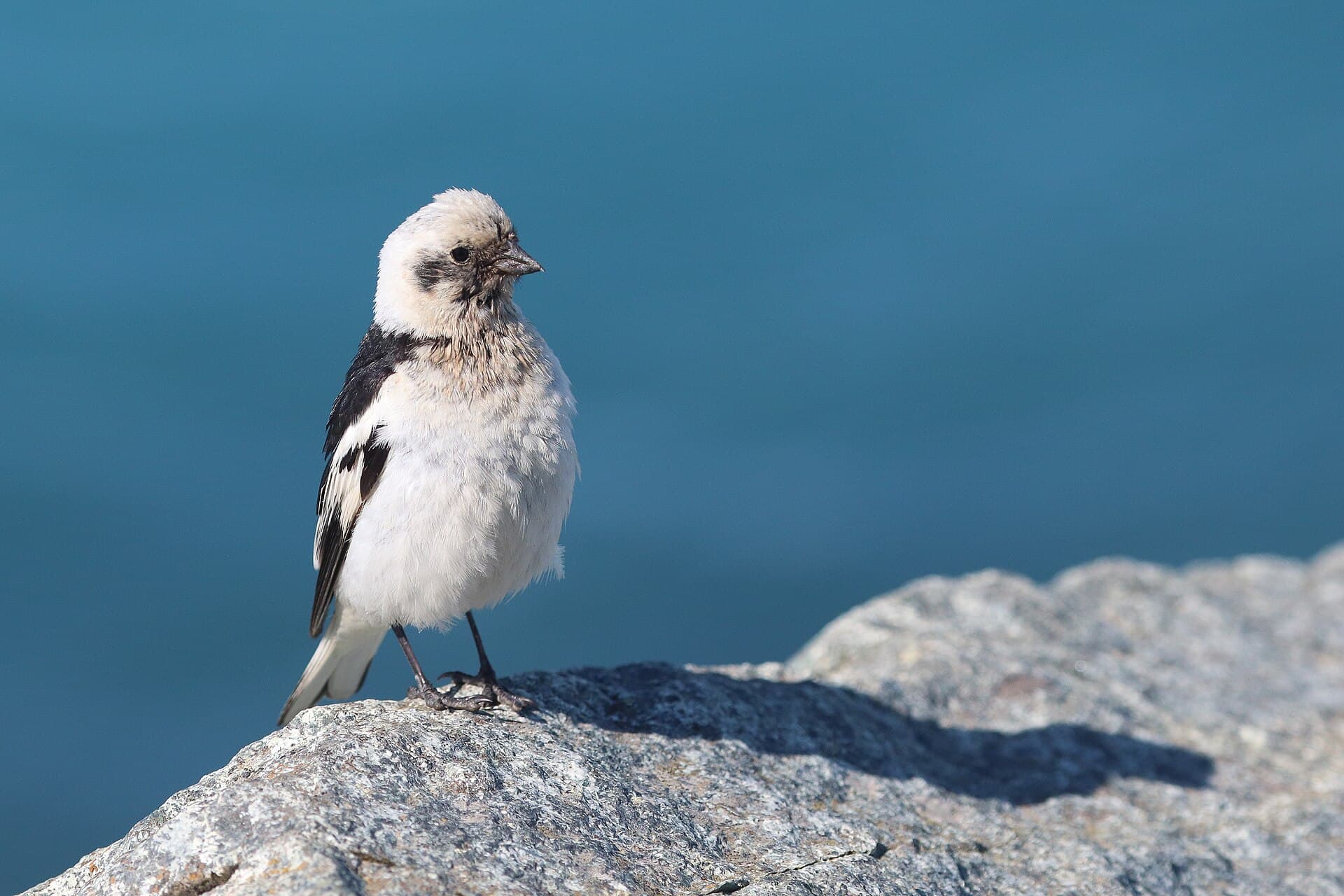 Sneeuwgors (Plectrophenax nivalis) - Snow Bunting on Rock