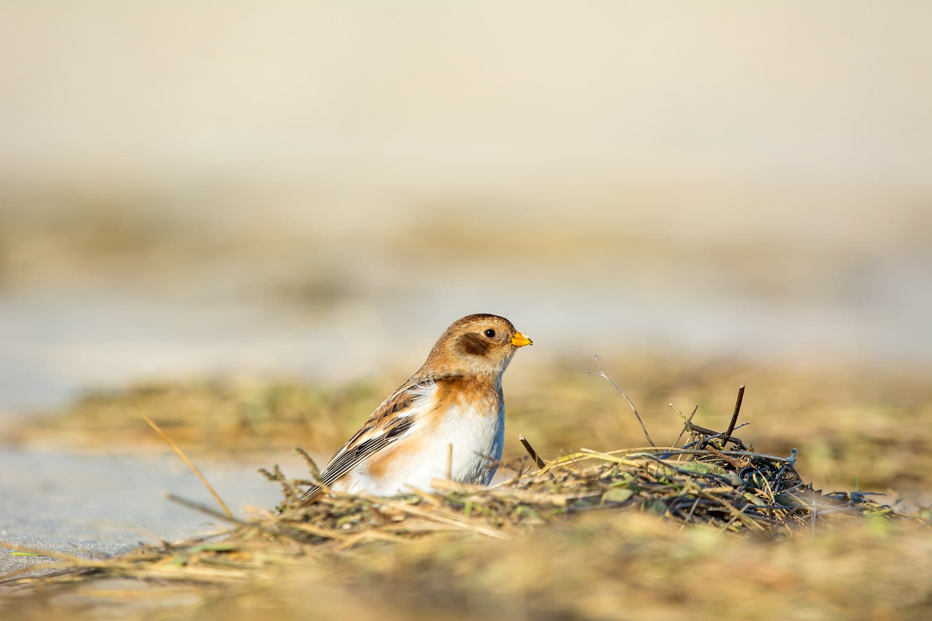 Sneeuwgors (Plectrophenax nivalis) - Schneeammer (Plectrophenax nivalis) - Spiekeroog, Nationalpark niedersächsisches Wattenmeer
