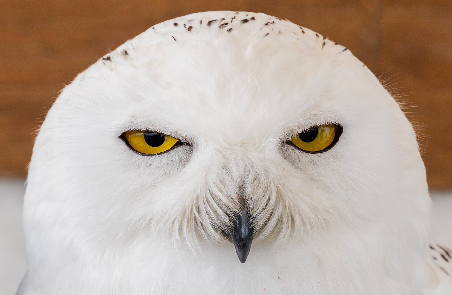Sneeuwuil (Bubo scandiacus) - Búho nival (Bubo scandiacus), Arcos de la Frontera, Cádiz, España, 2015-12-08, DD 03