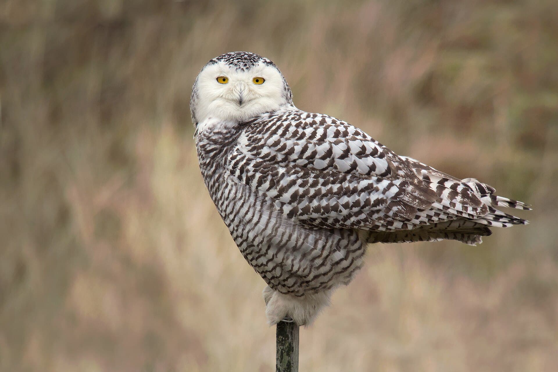Sneeuwuil (Bubo scandiacus) - Snowy owl (Bubo scandiacus), Vlieland, Netherlands