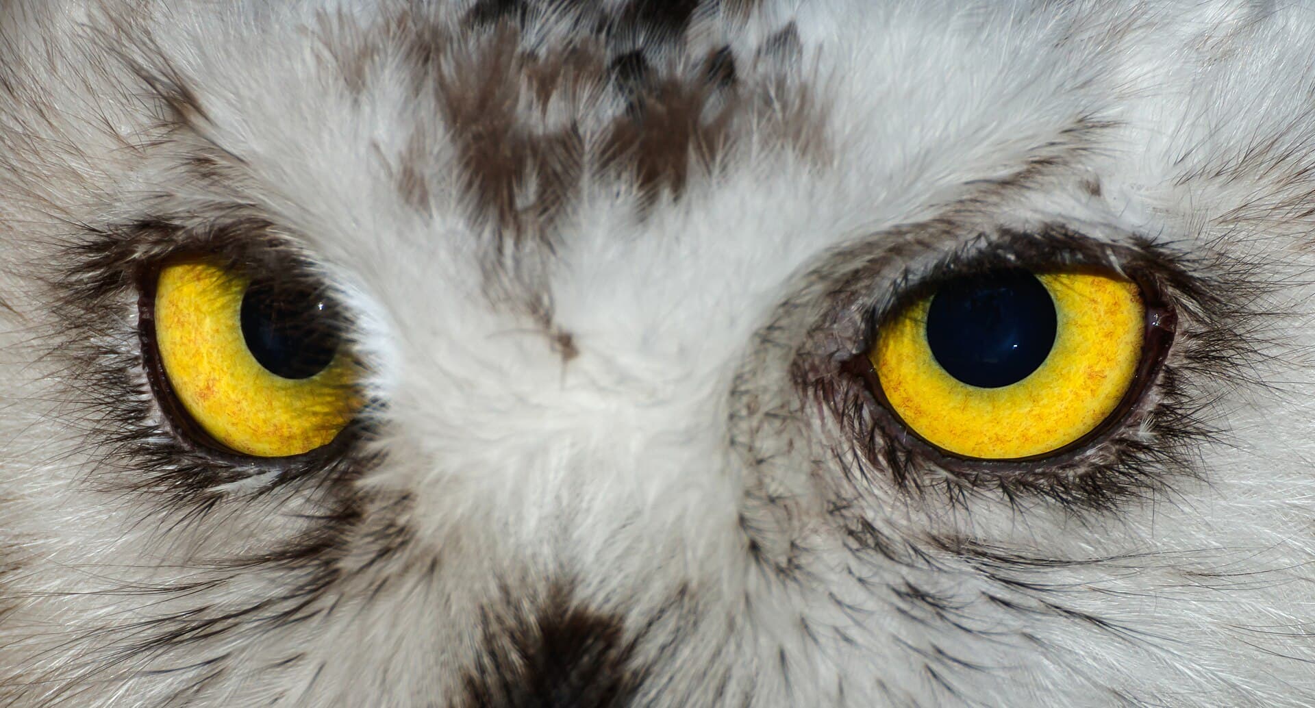 Sneeuwuil (Bubo scandiacus) - Bubo scandiacus - Karlsruhe Zoo 01