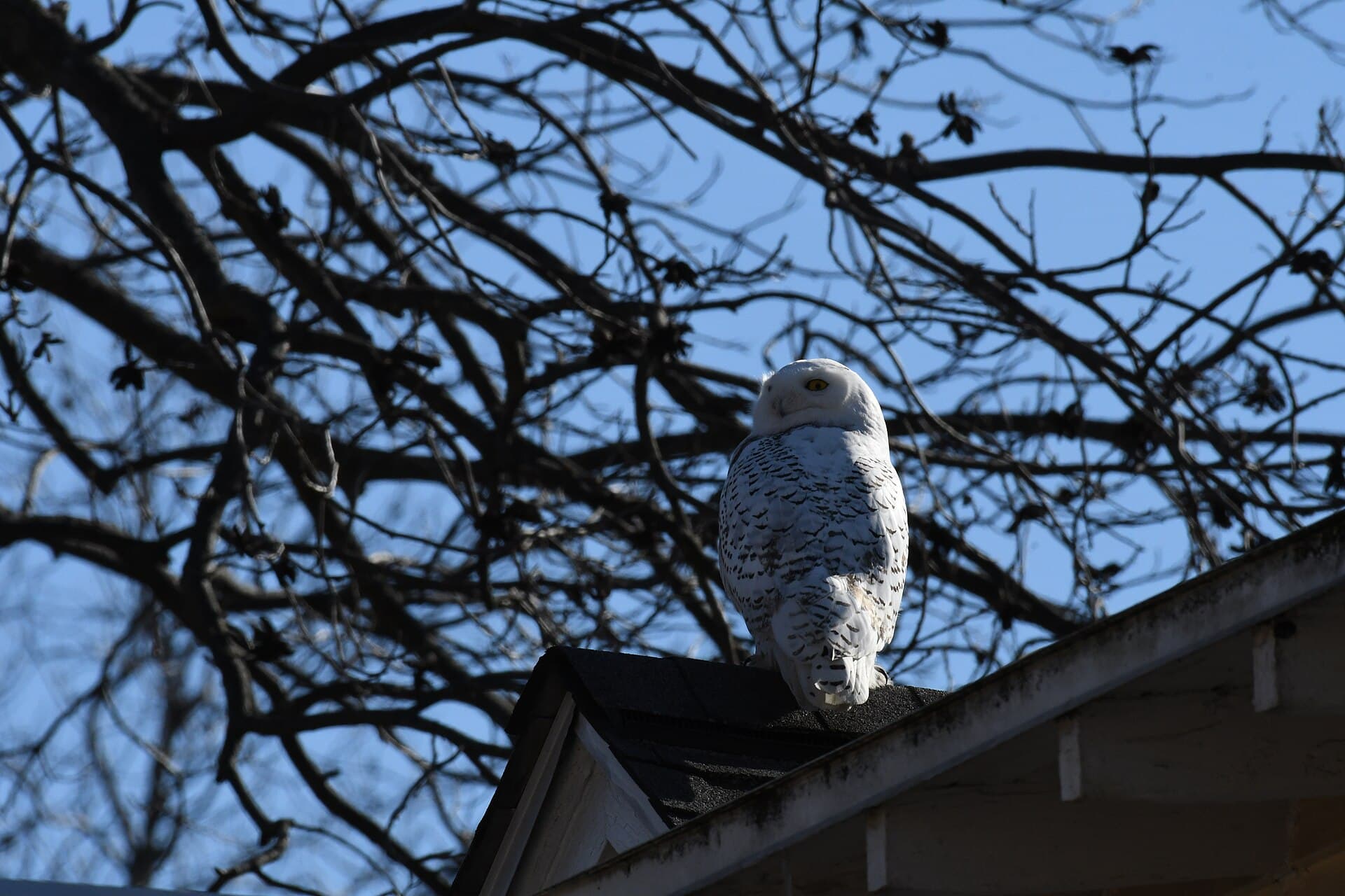 Sneeuwuil (Bubo scandiacus) - Snowy owl cambridge 1.22.22 DSC 7732