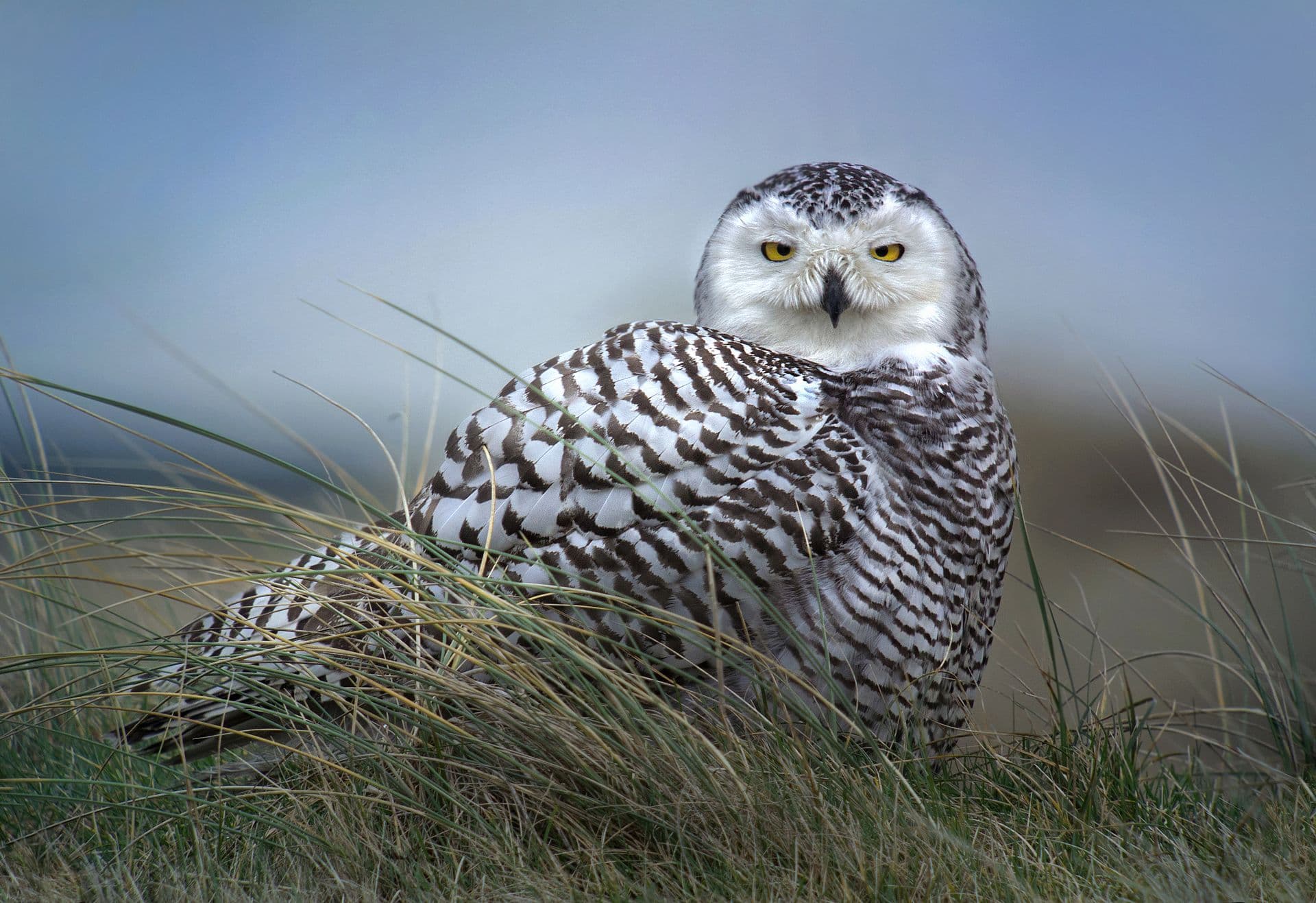 Sneeuwuil (Bubo scandiacus) - Snowy Owl (Bubo scandiacus), Vlieland, Netherlands (12755531383)