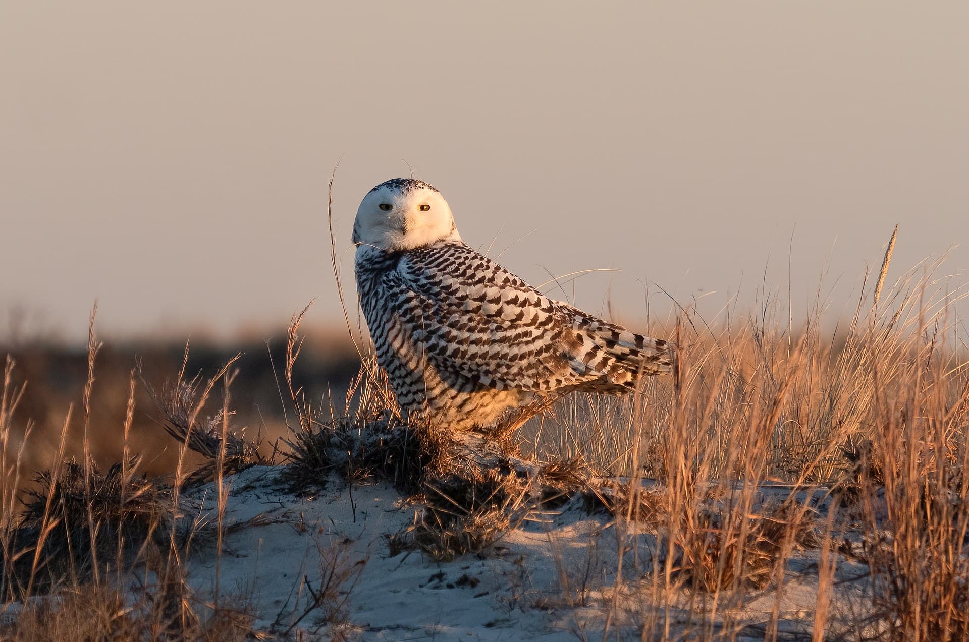 Sneeuwuil (Bubo scandiacus) - Snowy owl at Jones Beach (04863)