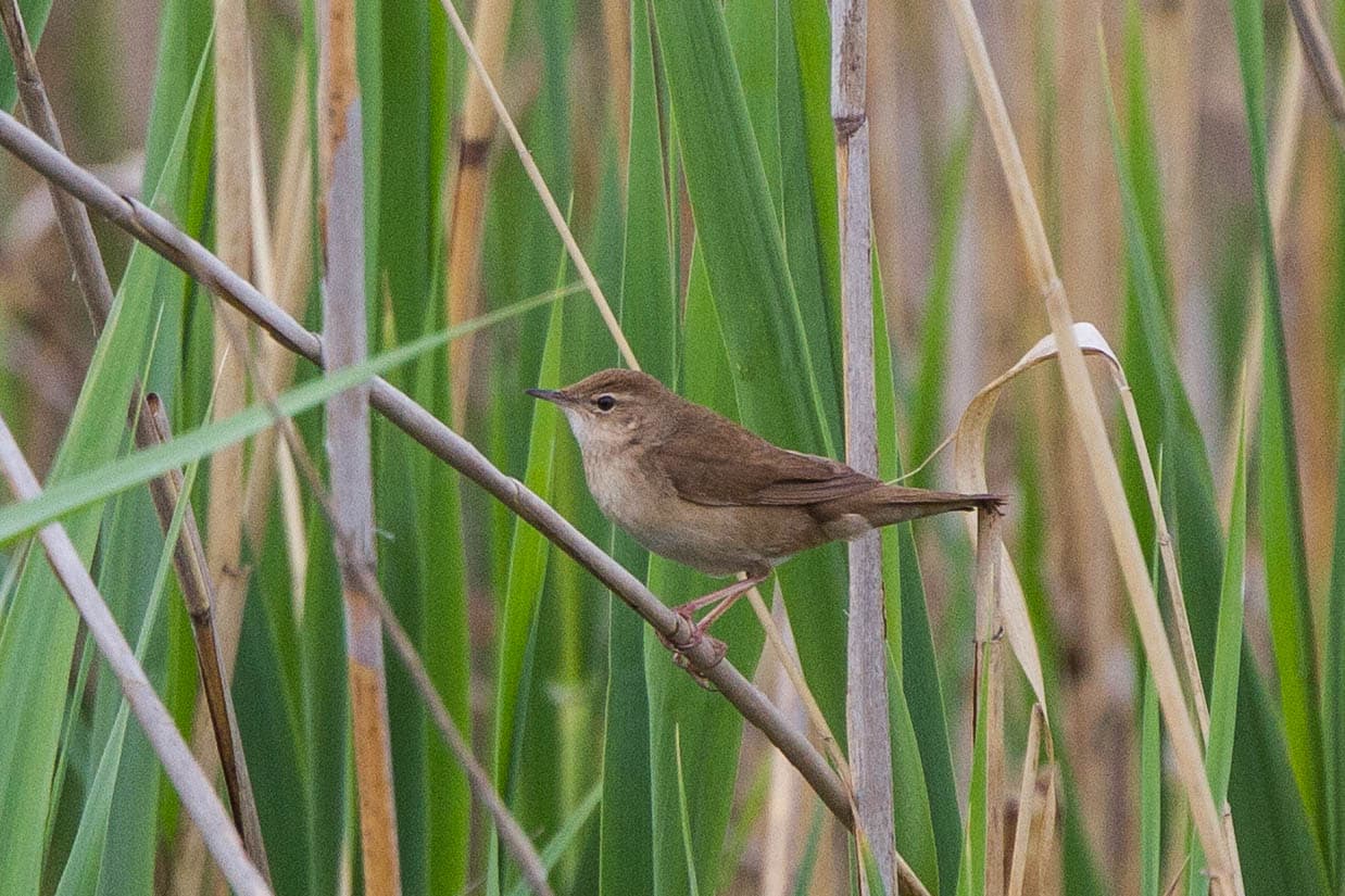 Snor (Locustella luscinioides) - Savi's Warbler (Locustella luscinioides) (14367083095)