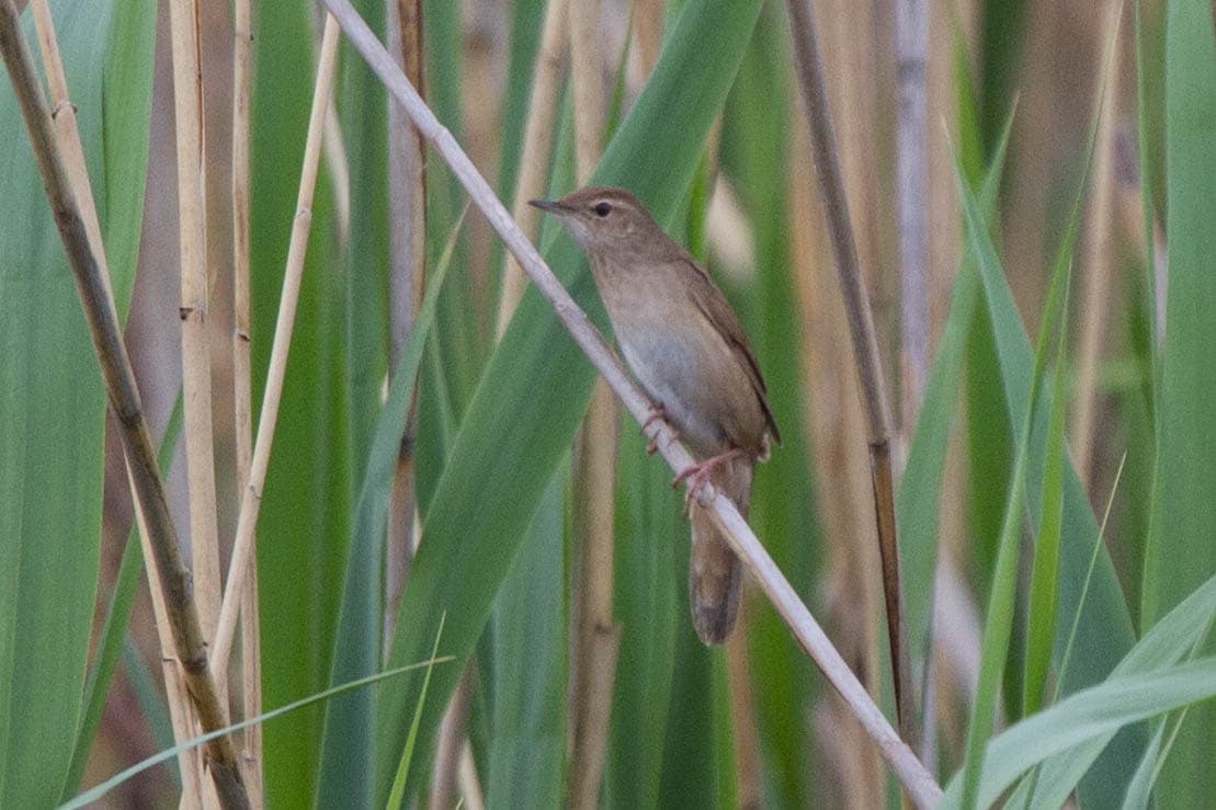 Snor (Locustella luscinioides) - Savi's Warbler (Locustella luscinioides) (14367082405)
