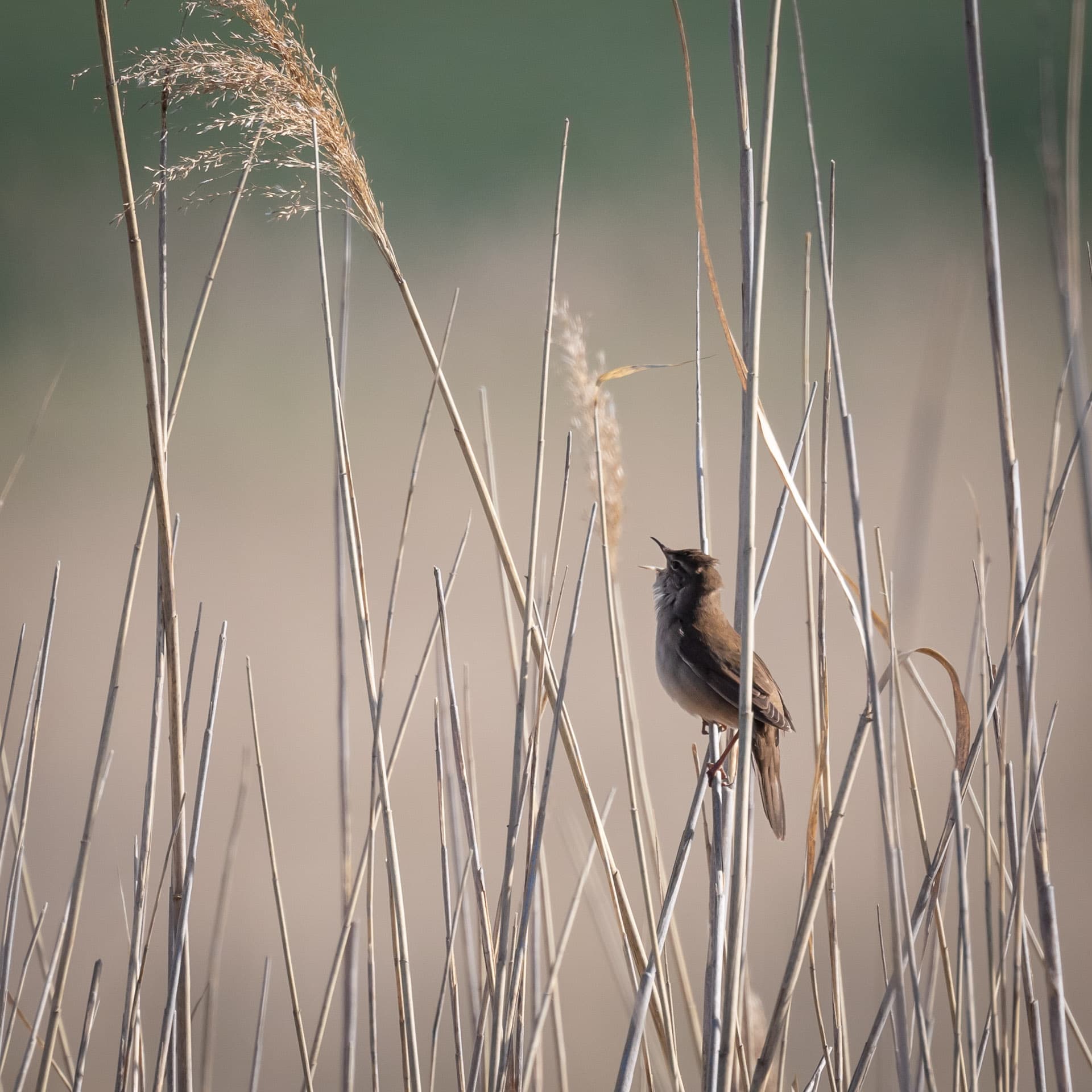Snor (Locustella luscinioides) - Savi's Warbler (Locustella luscinioides), Vogelfreistätte Glender Wiesen, Coburg, Germany