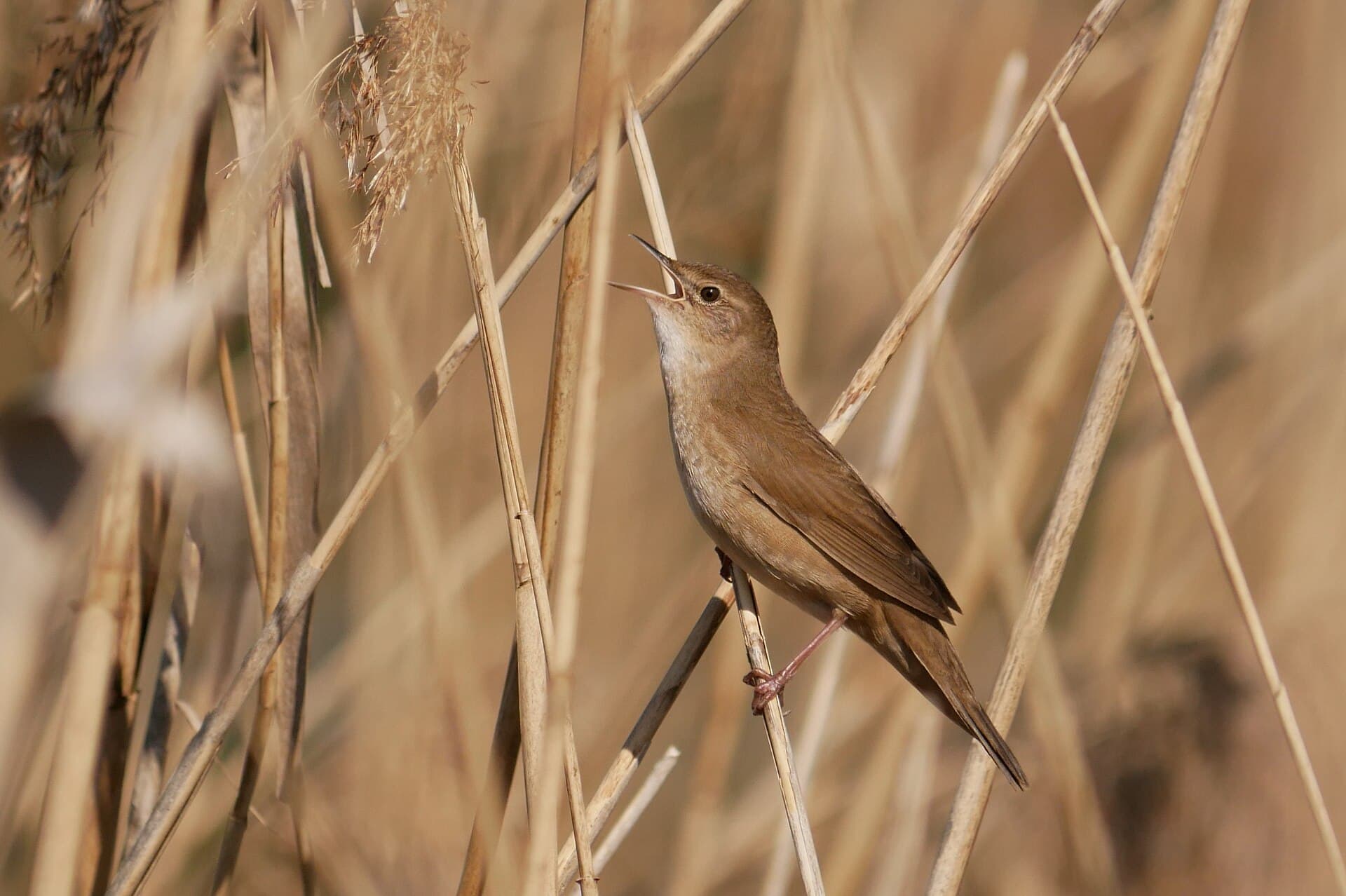 Snor (Locustella luscinioides) - Rohrschwirl Chiemgau