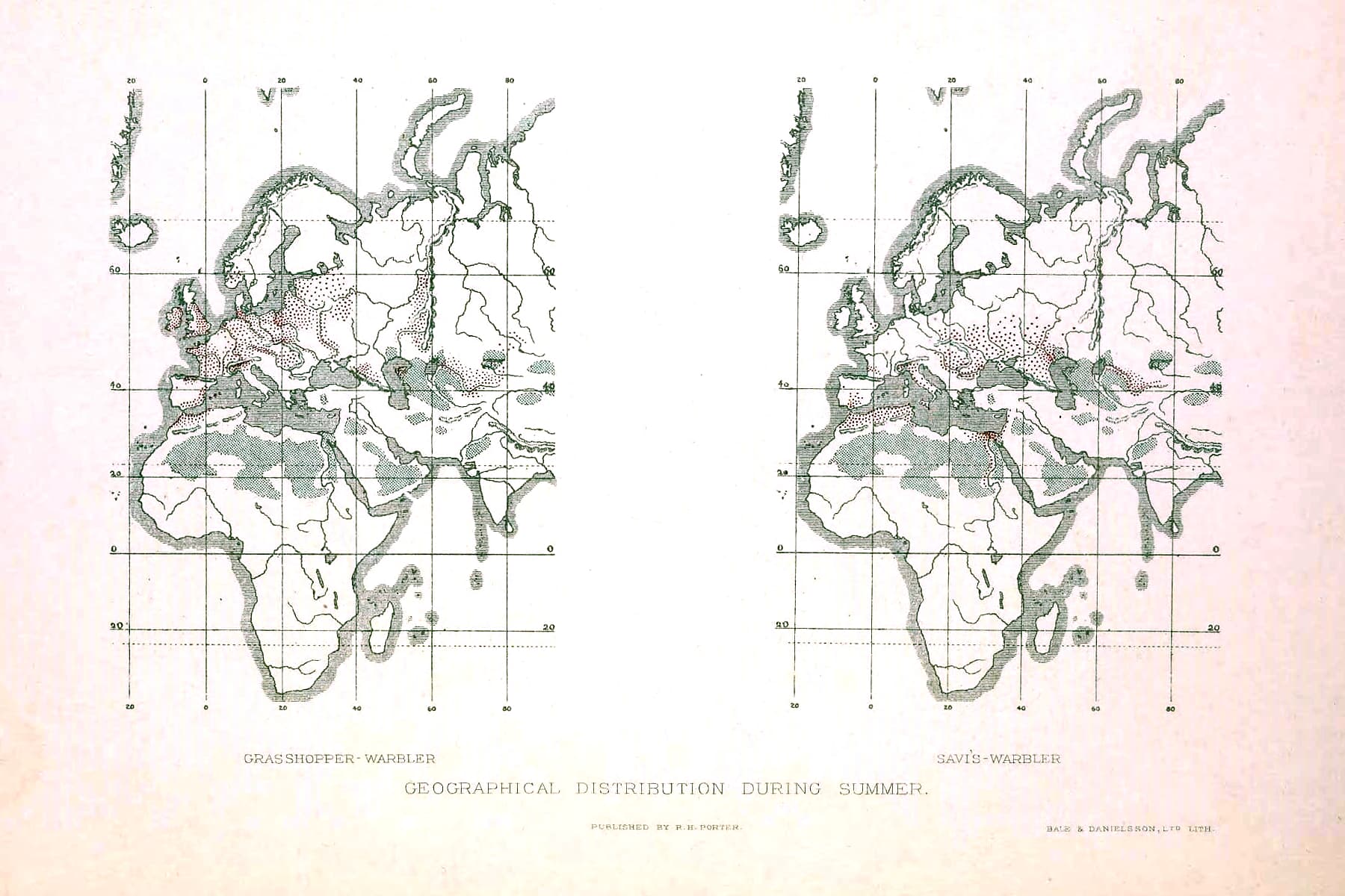 Snor (Locustella luscinioides) - The British warblers (Pl. 15) (9200917186)