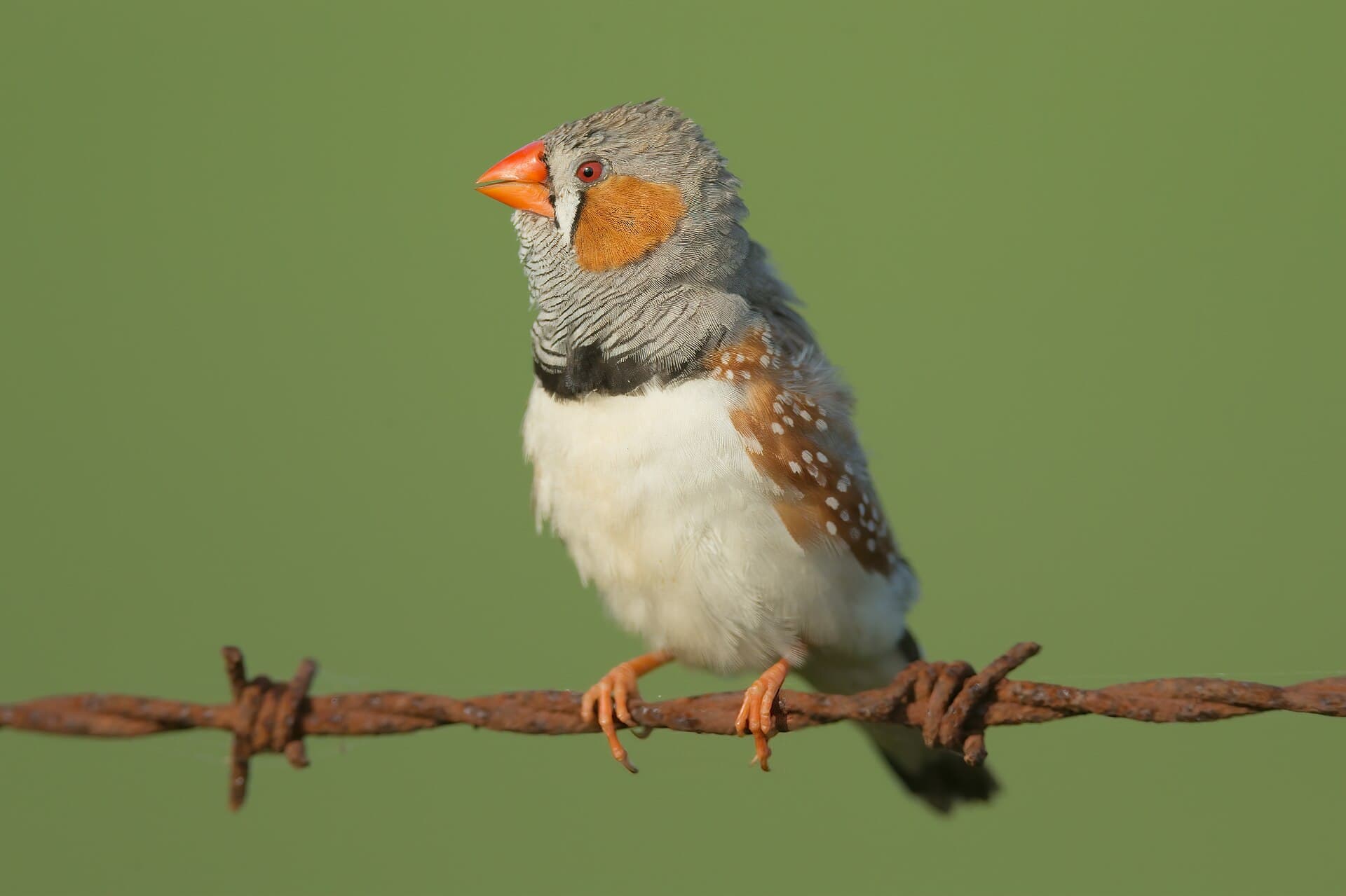 Soendazebravink (Taeniopygia guttata) - Taeniopygia guttata - Bushell's Lagoon