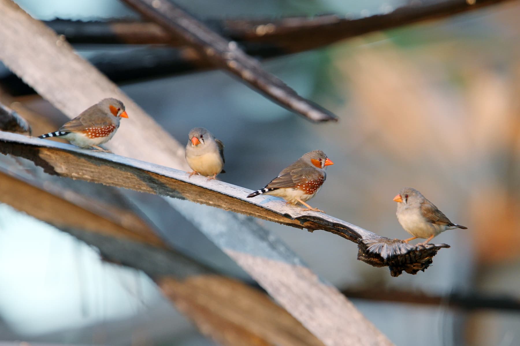 Soendazebravink (Taeniopygia guttata) - 2014-08-19 Zebra Finch, Sumba, Nusa Tenggara Timur, Indonesia 4