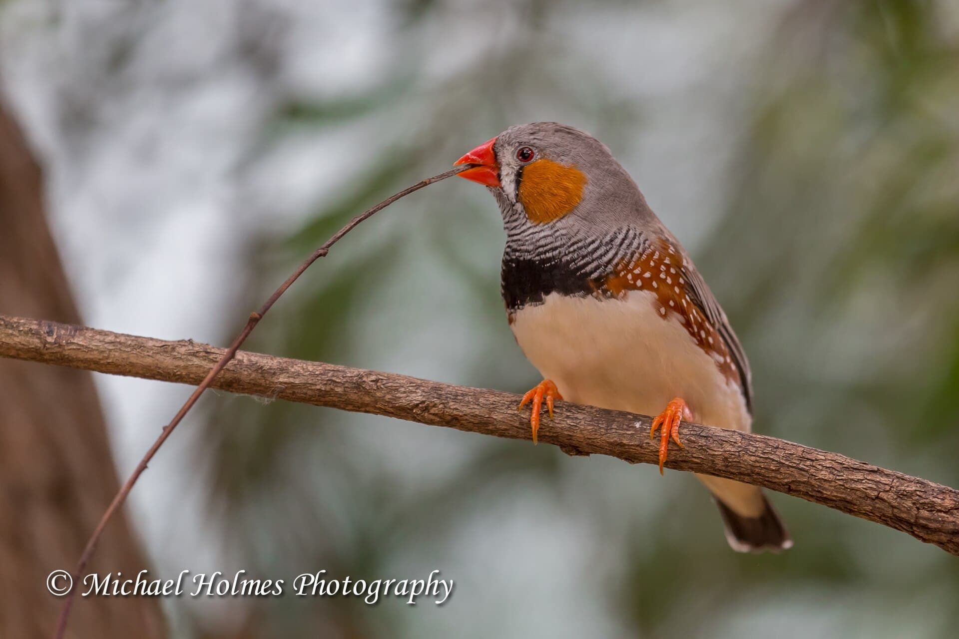 Soendazebravink (Taeniopygia guttata) - Twig Weilding Zebra Finch