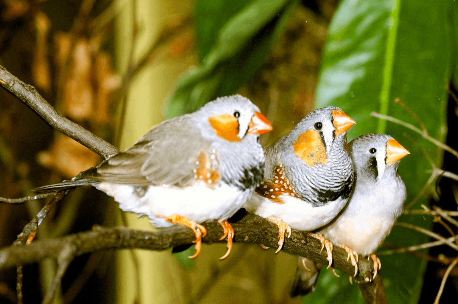 Soendazebravink (Taeniopygia guttata) - Zebra finch group