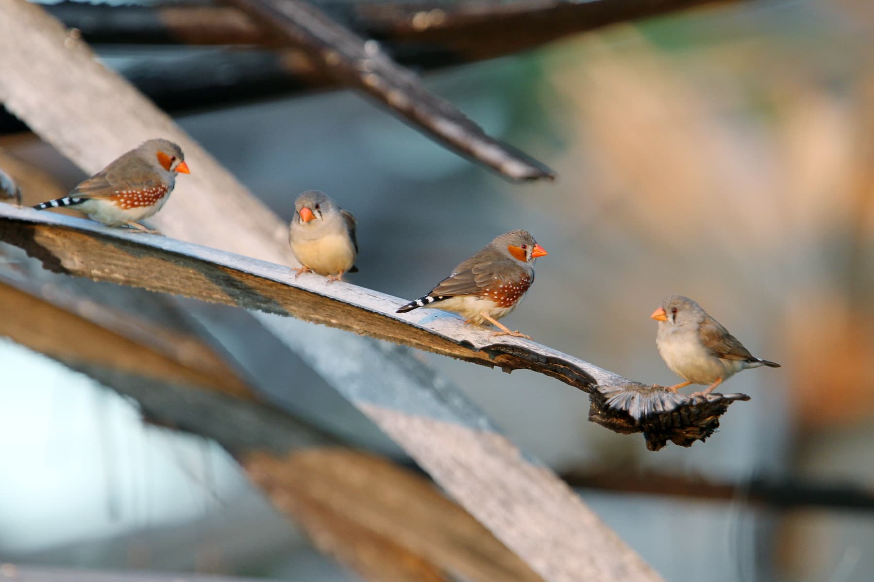 Soendazebravink (Taeniopygia guttata) - 2014-08-19 Zebra Finch, Sumba, Nusa Tenggara Timur, Indonesia 3