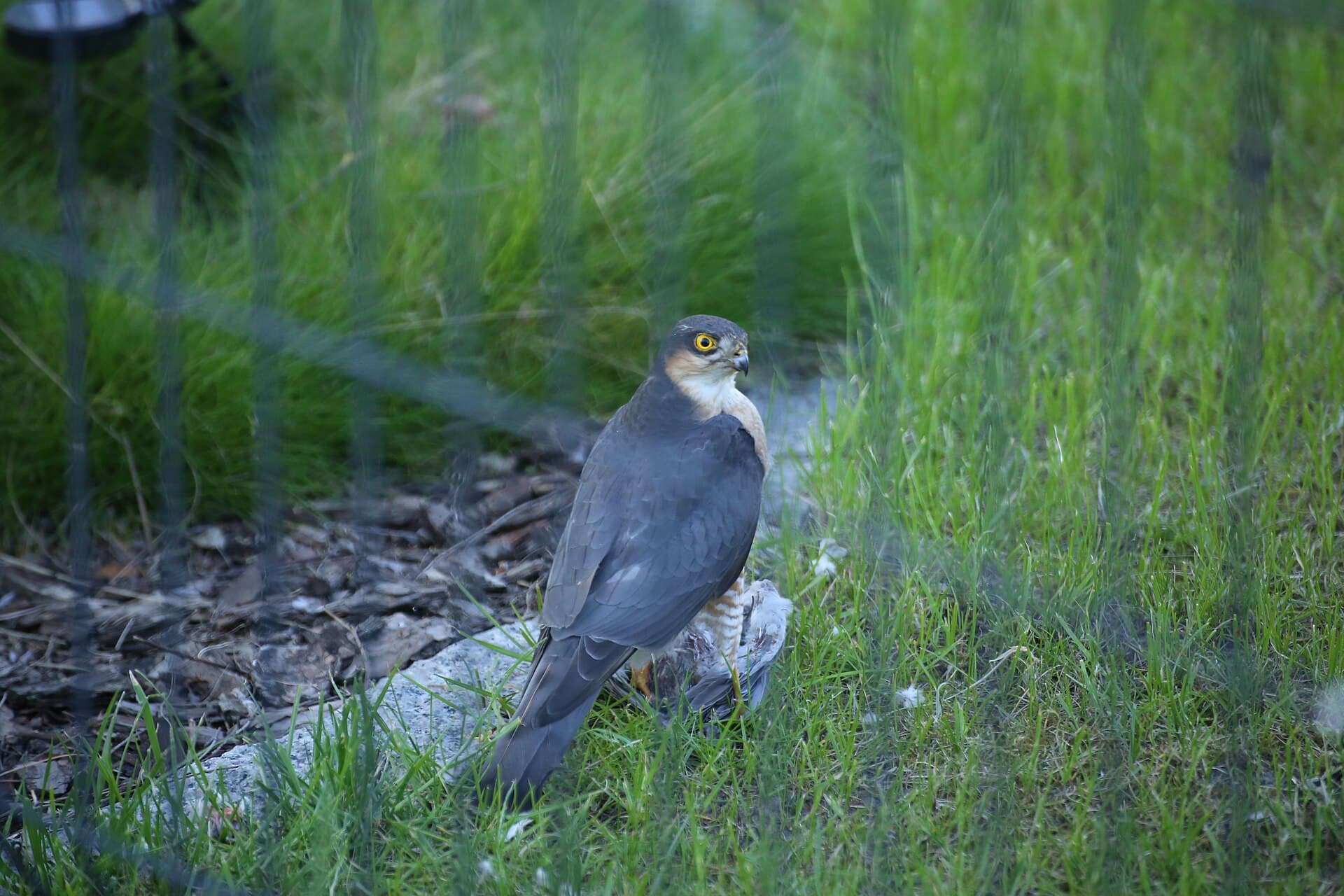 Sperwer (Accipiter nisus) - Accipiter nisus male with his prey