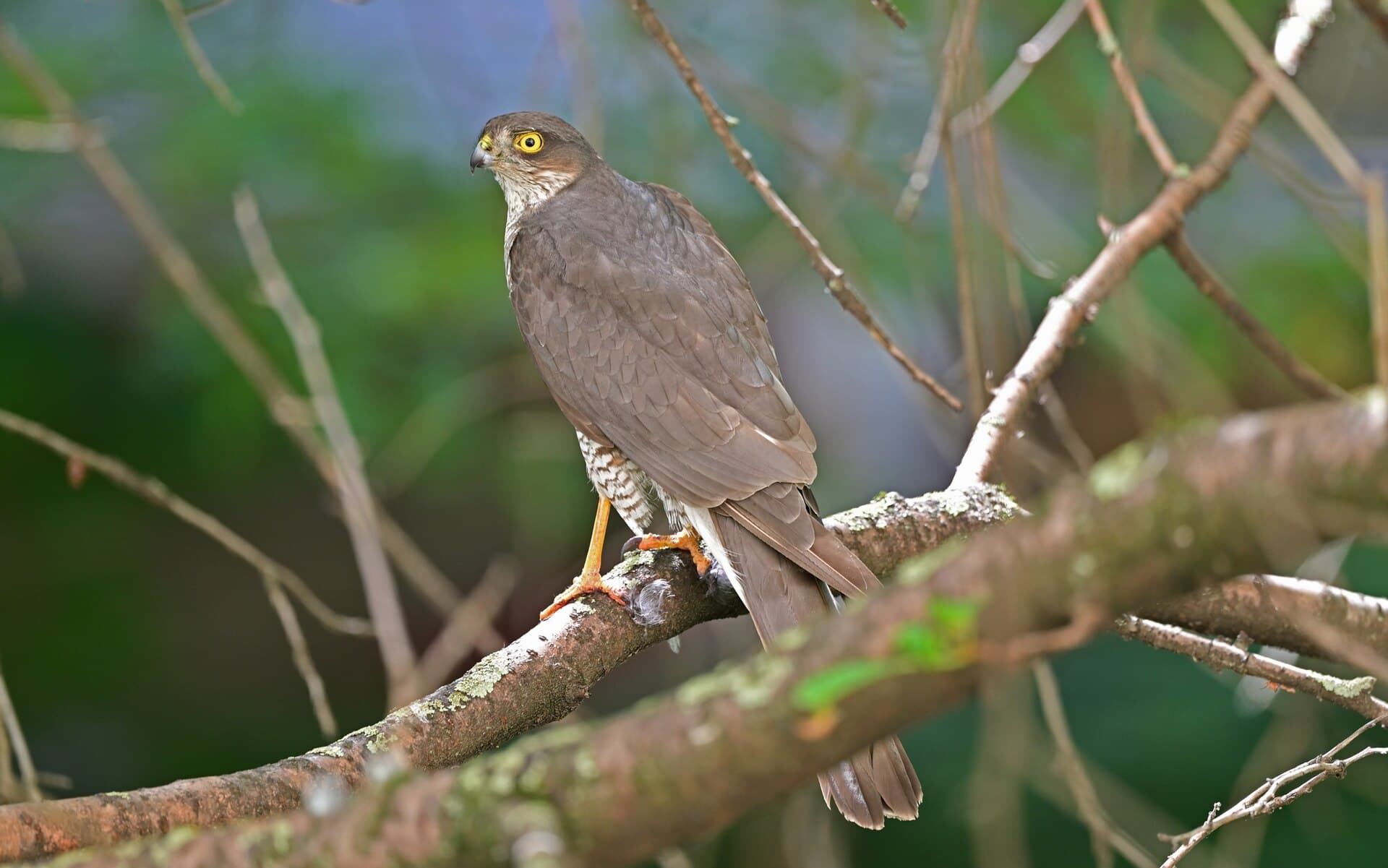 Sperwer (Accipiter nisus) - Eurasian Sparrowhawk by Julia Wittmann