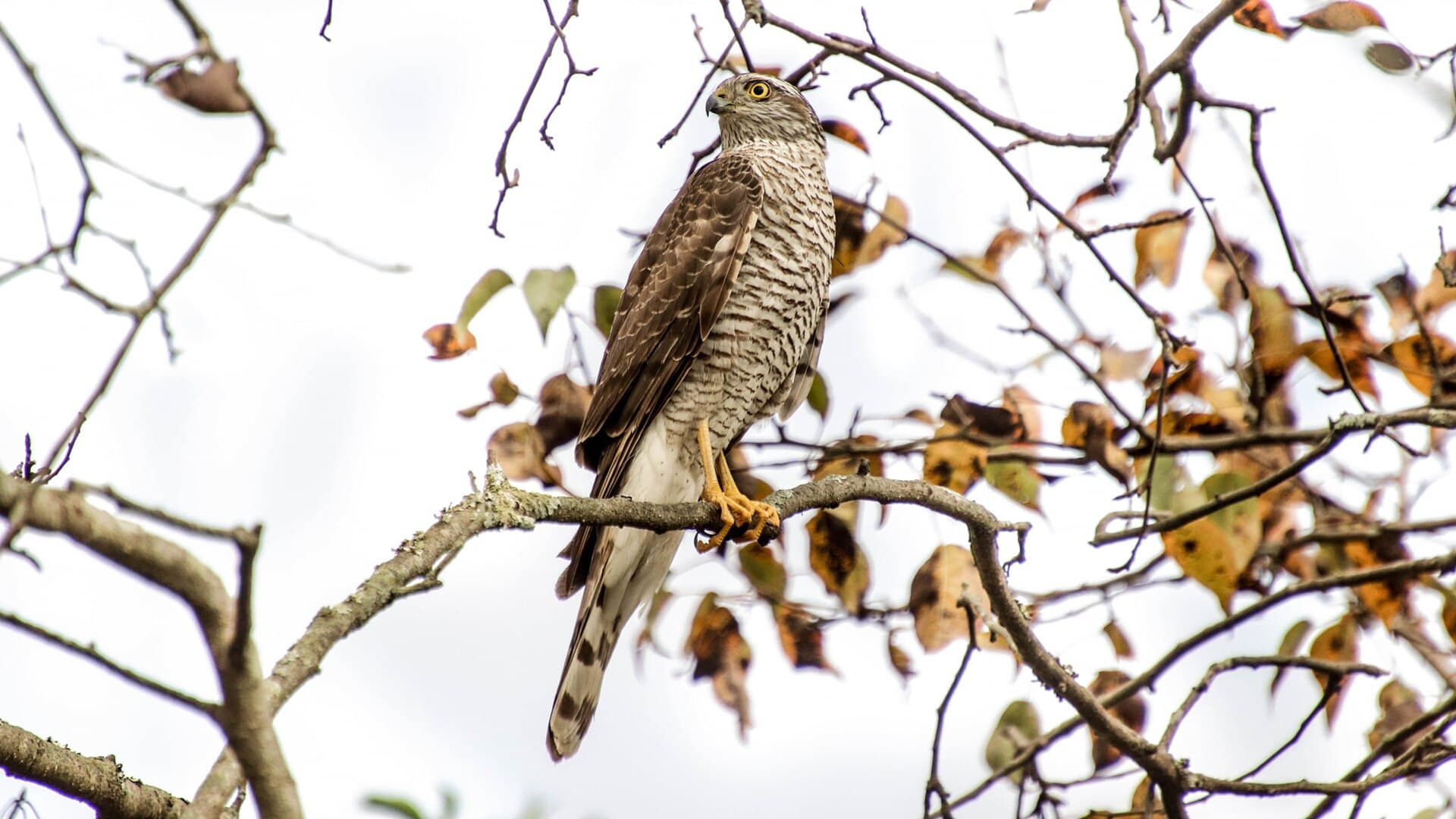 Sperwer (Accipiter nisus) - Eurasian Sparrowhawk female