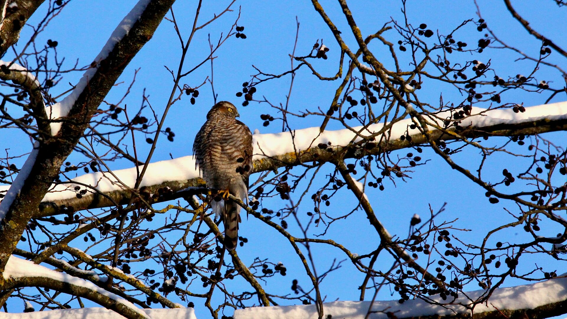 Sperwer (Accipiter nisus) - Eurasian sparrowhawk (Accipiter nisus) in Botanical Garden of University of Tartu (December 2021)