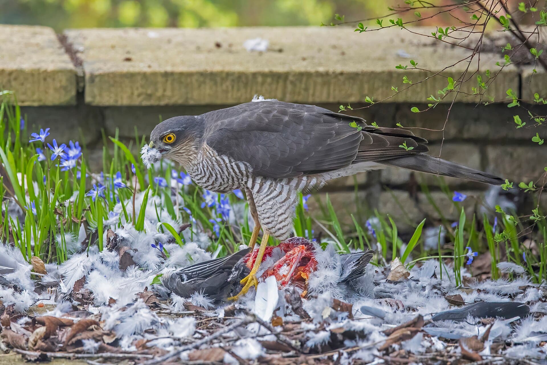 Sperwer (Accipiter nisus) - Eurasian sparrowhawk (Accipiter nisus nisus) male