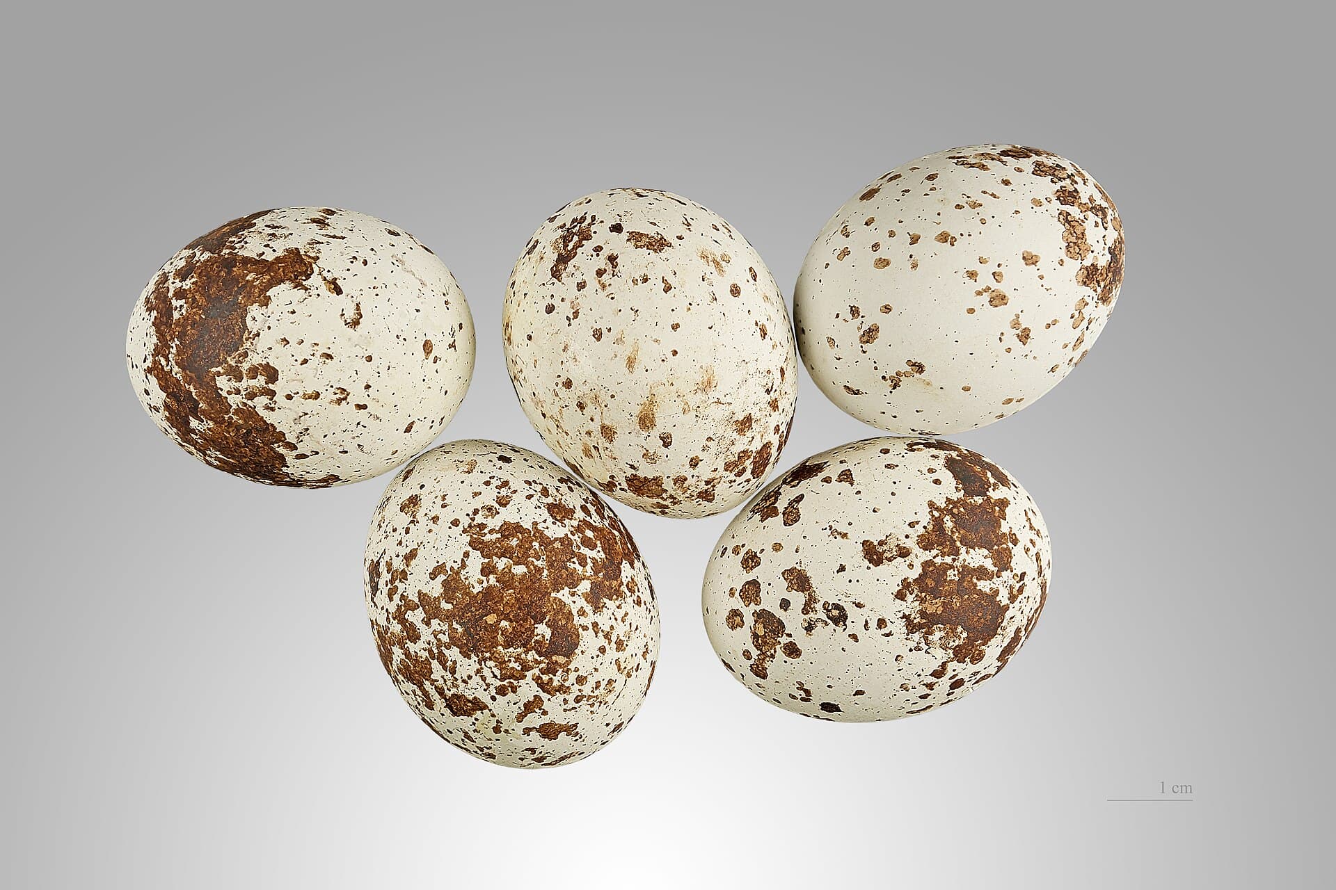 Sperwer (Accipiter nisus) - Accipiter nisus MHNT
