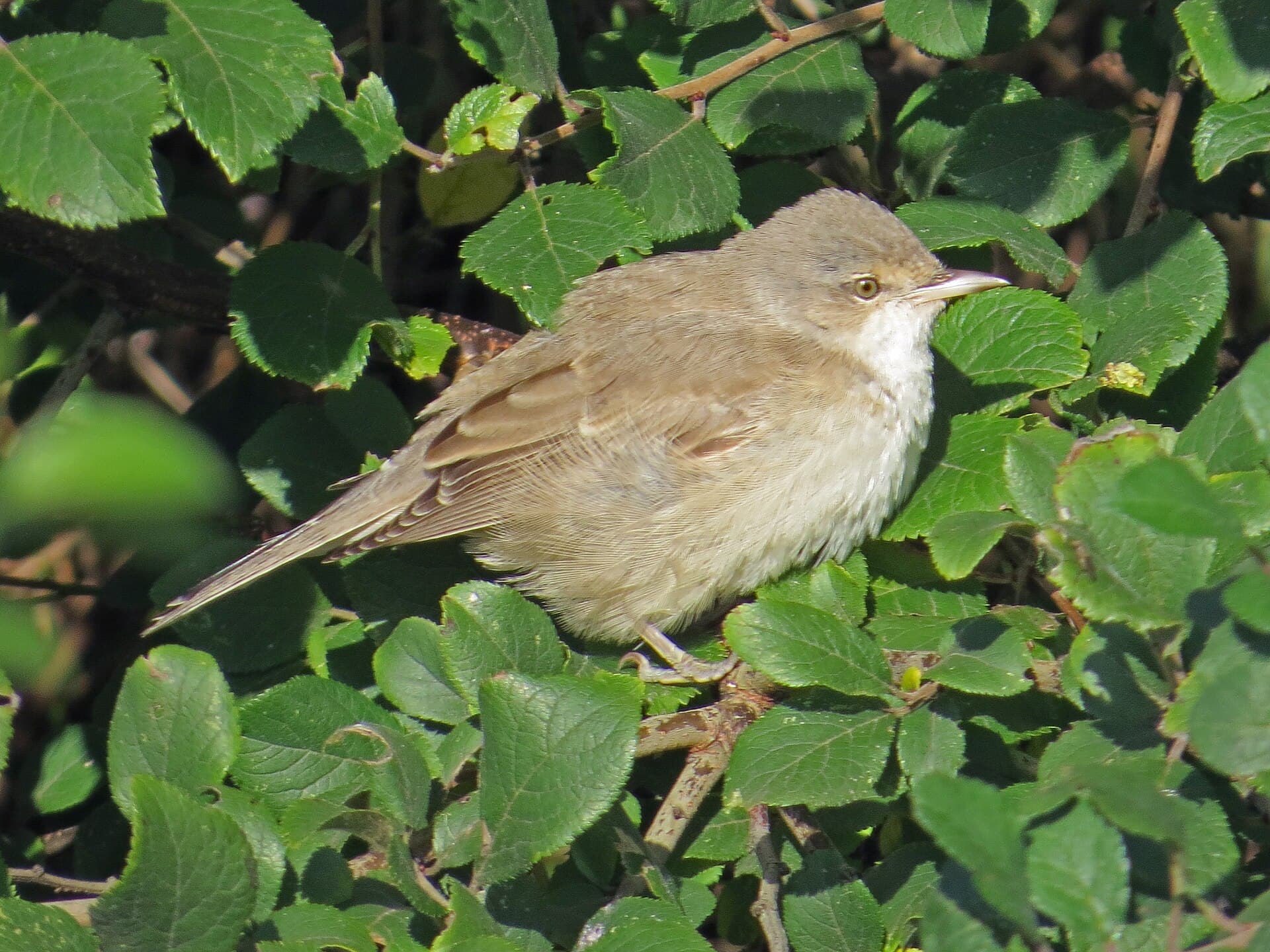 Sperwergrasmus (Sylvia nisoria) - 2019-10-16 Barred Warbler, St Mary's Island, Northumberland 2