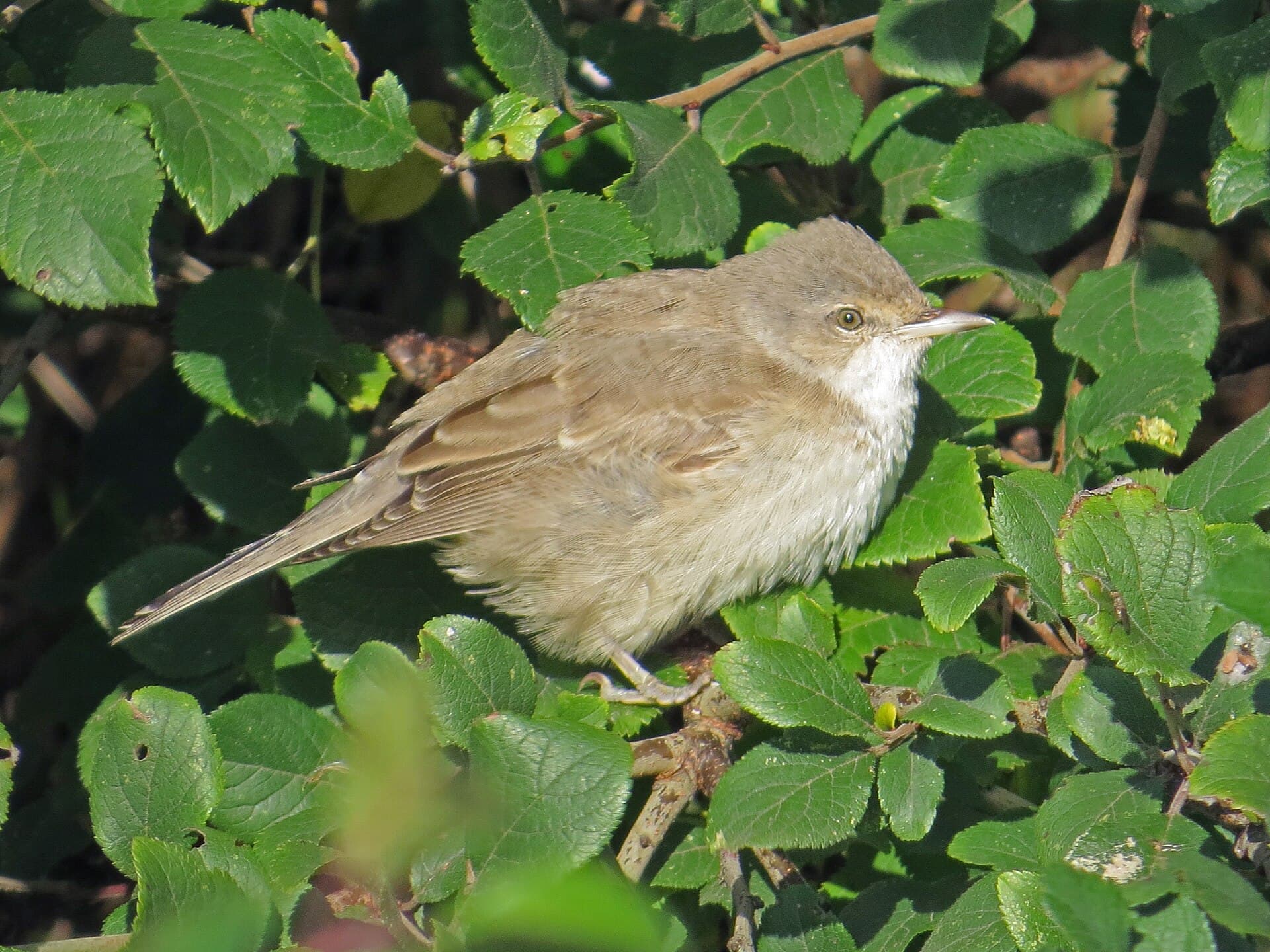 Sperwergrasmus (Sylvia nisoria) - 2019-10-16 Barred Warbler, St Mary's Island, Northumberland 1