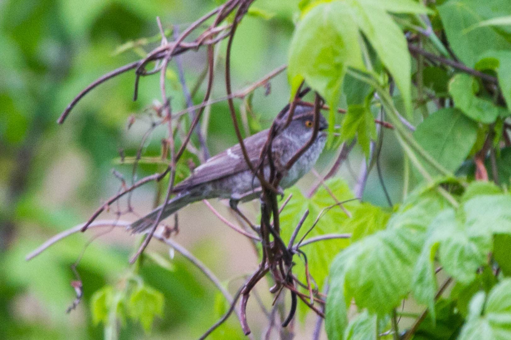 Sperwergrasmus (Sylvia nisoria) - Barred Warbler (Sylvia nisoria) (14363757251)