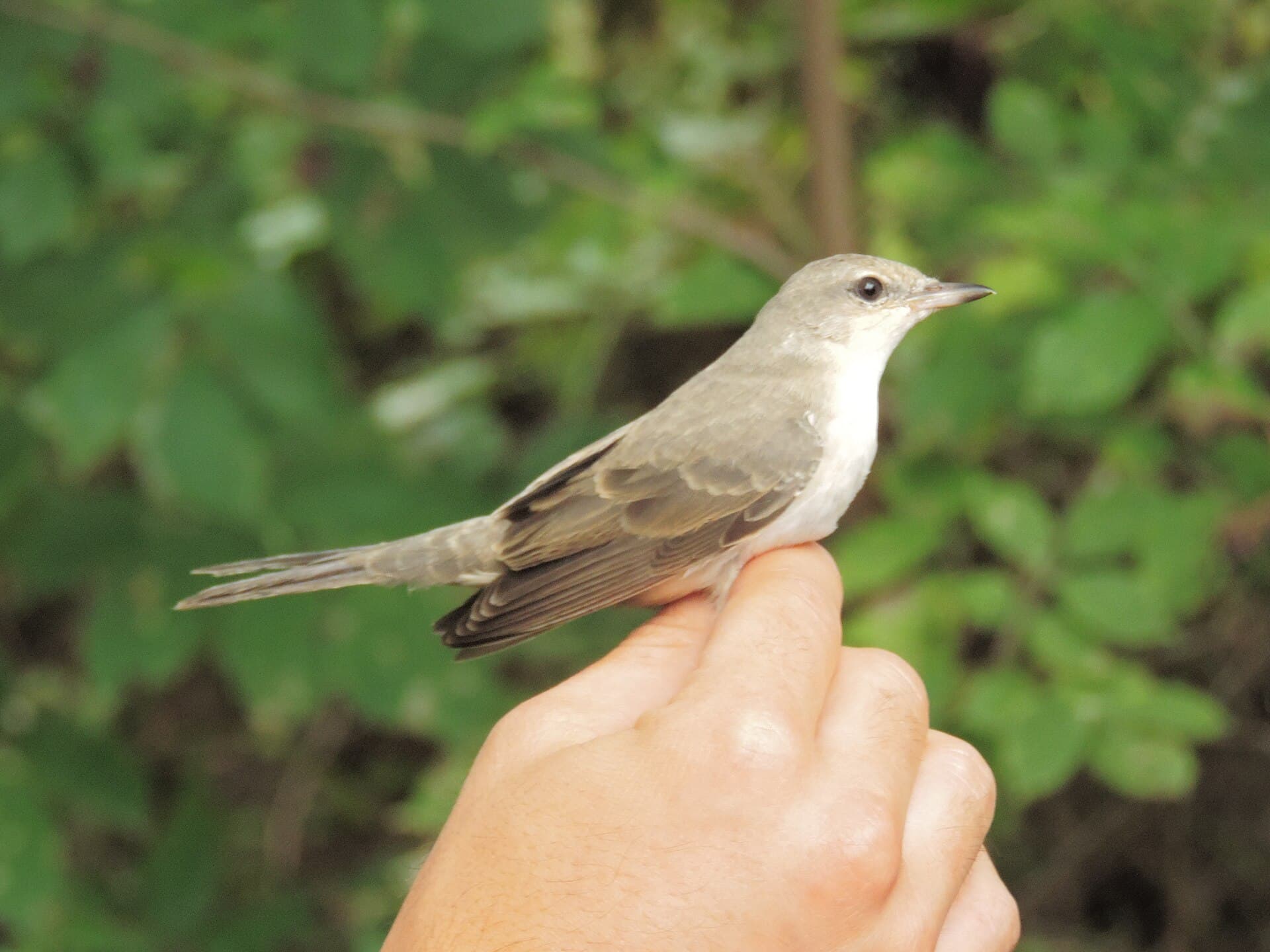 Sperwergrasmus (Sylvia nisoria) - Fauvette épervière - Sylvia nisoria - juvénile