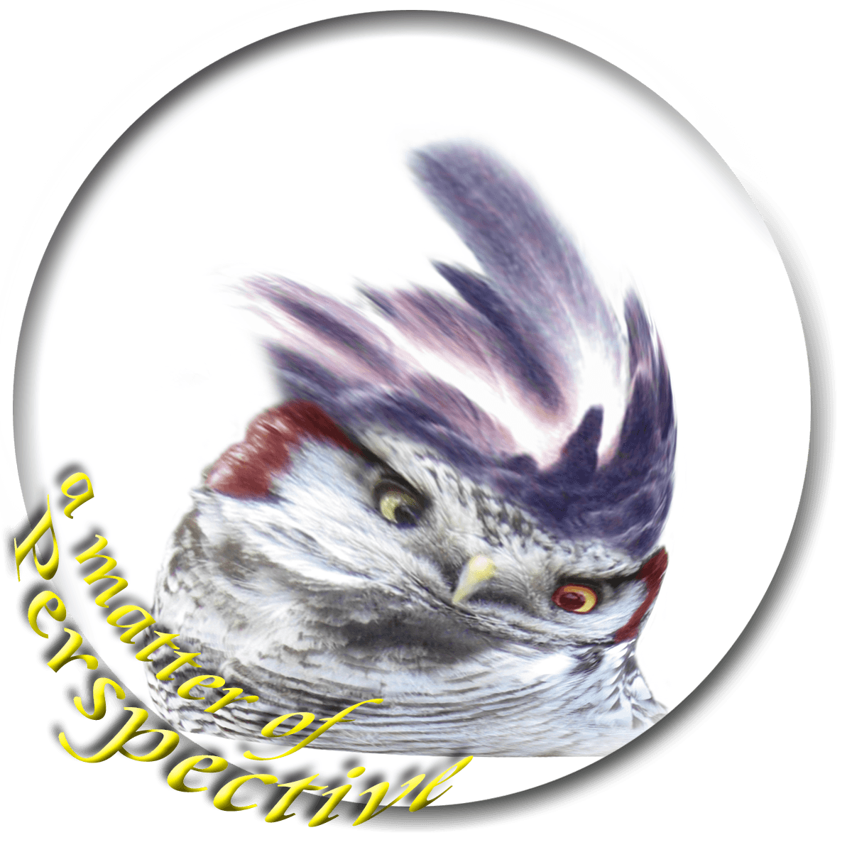 Sperweruil (Surnia ulula) - Harpy-Hawl-owl Smilie matter of perspective