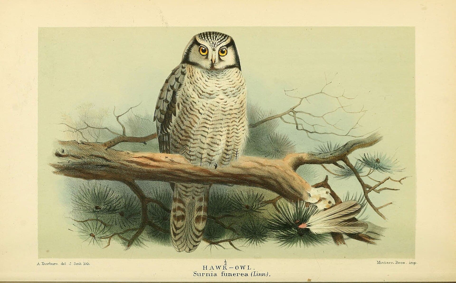 Sperweruil (Surnia ulula) - Coloured figures of the birds of the British Islands - issued by Lord Lilford (6029174544)
