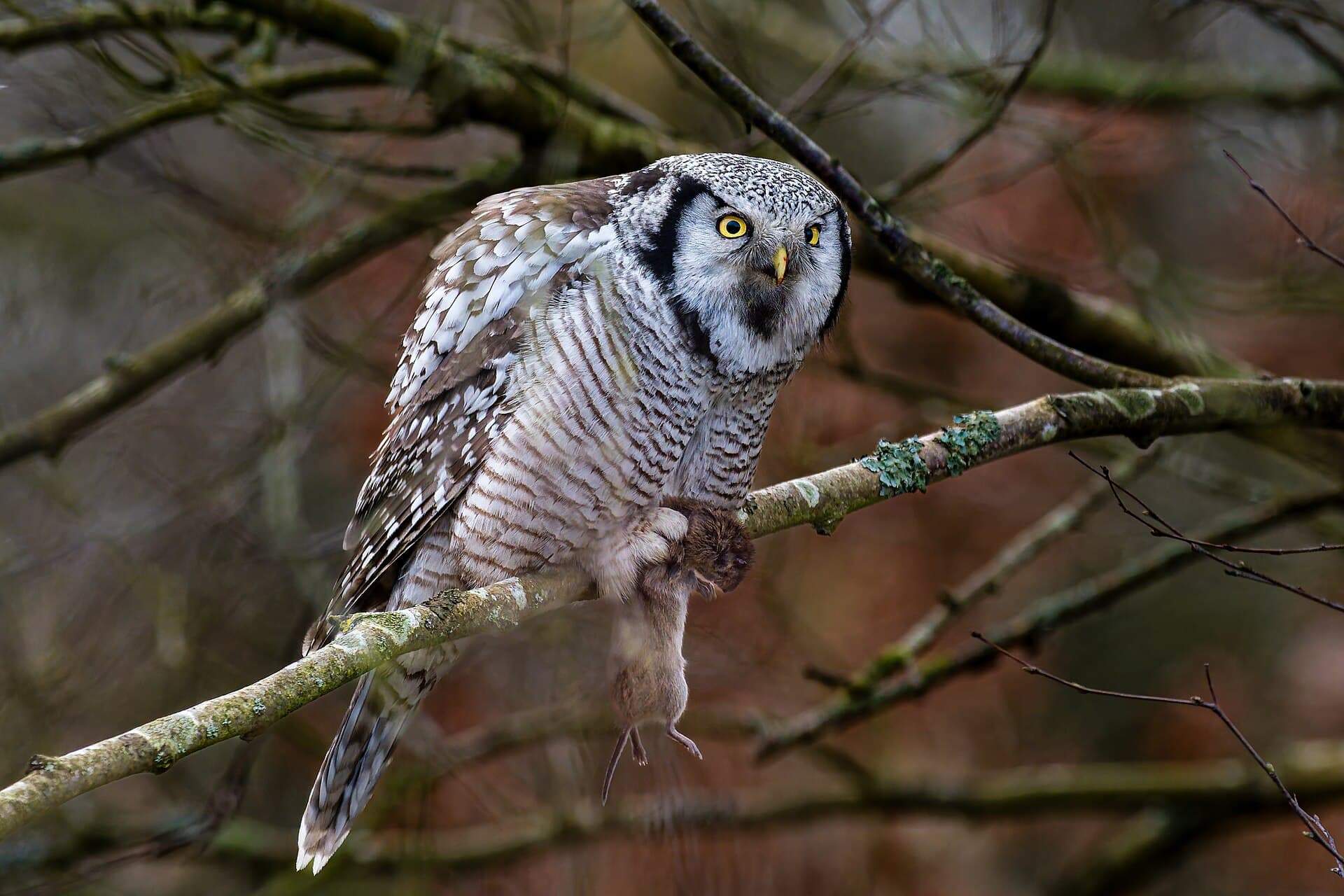 Sperweruil (Surnia ulula) - Northern hawk owl with pray (Surnia ulula)