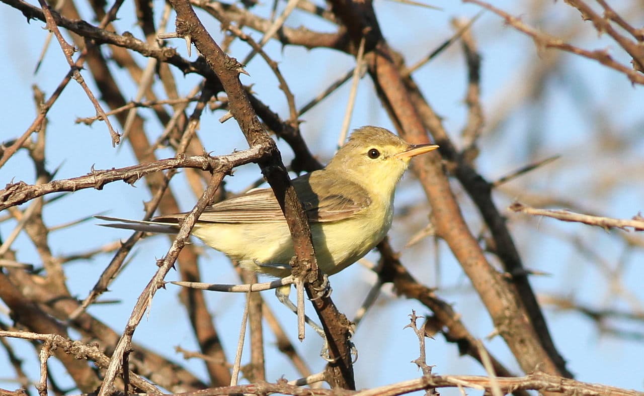 Spotvogel (Hippolais icterina) - Icterine warbler, Hippolais icterina, at Dinokeng Game Reserve, Gauteng-Limpopo, South Africa (16372546155)