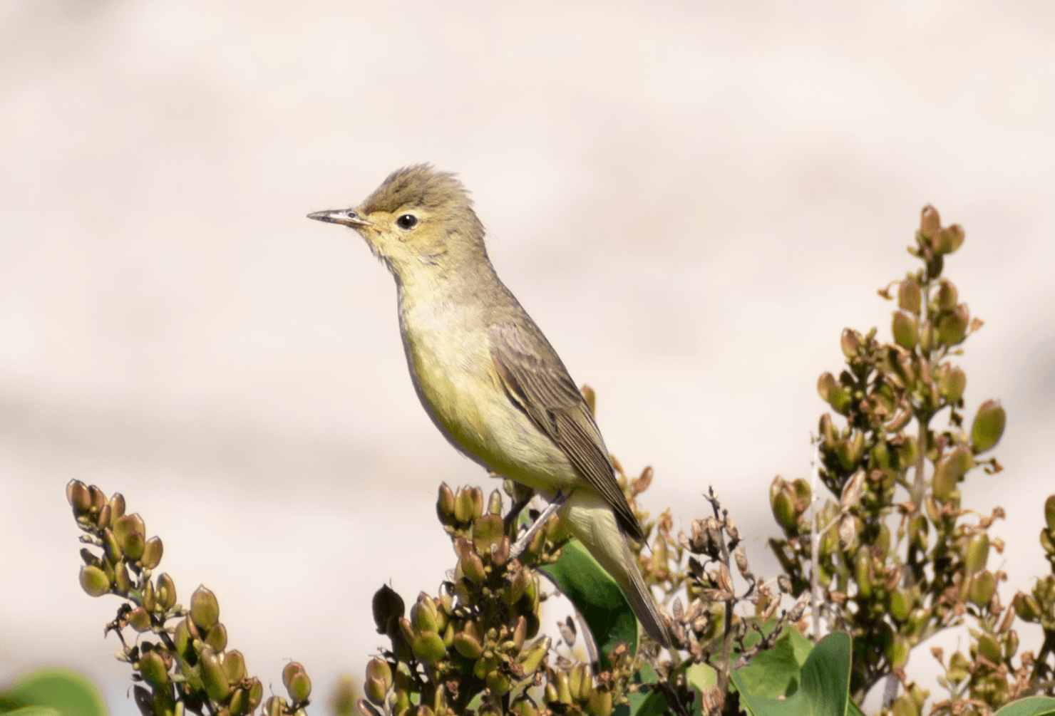 Spotvogel (Hippolais icterina) - Icterine warbler 18 06 2022 004 crop