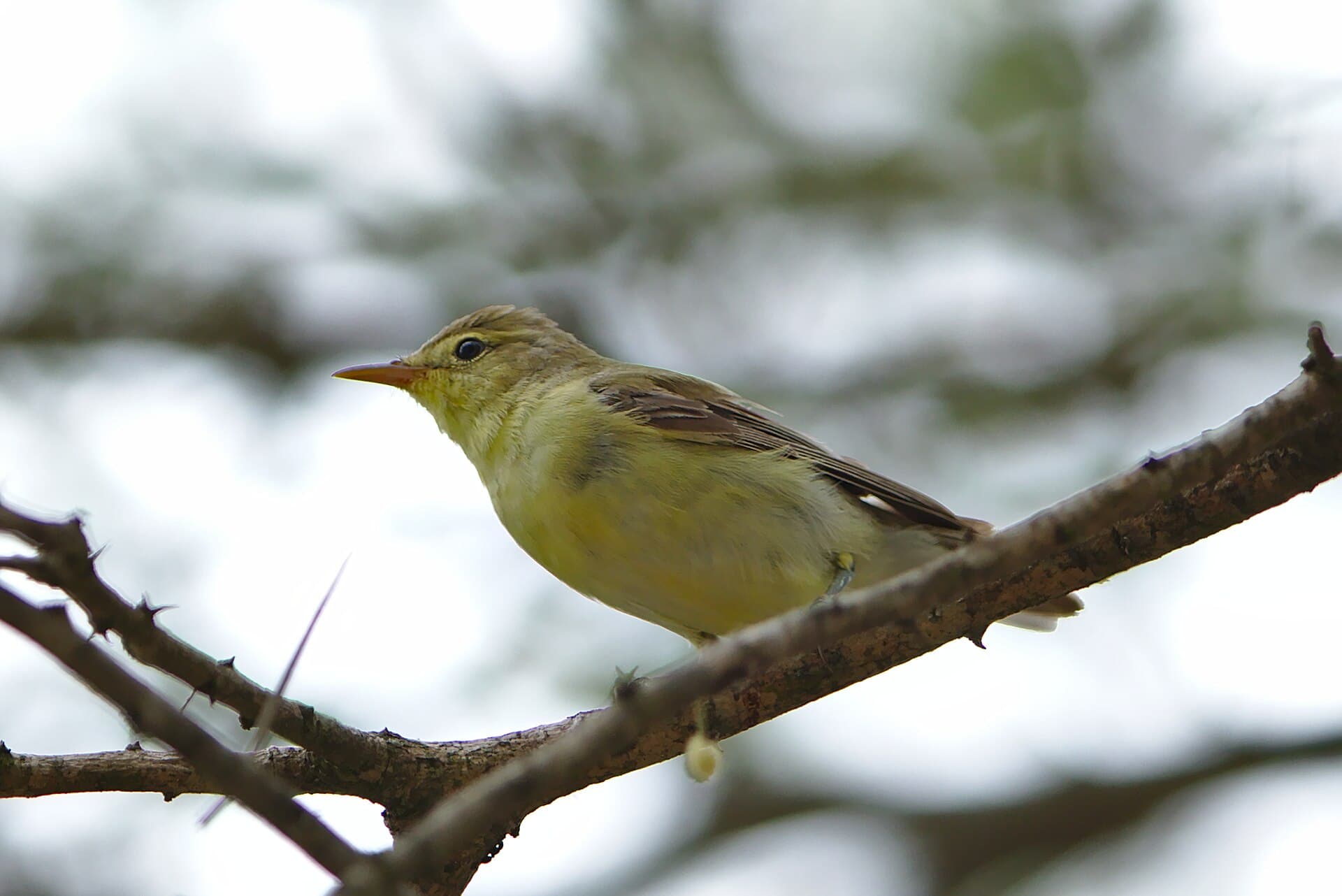 Spotvogel (Hippolais icterina) - Icterine warbler, Hippolais icterina, at Satara, Kruger National Park, South Africa. - 49168783412
