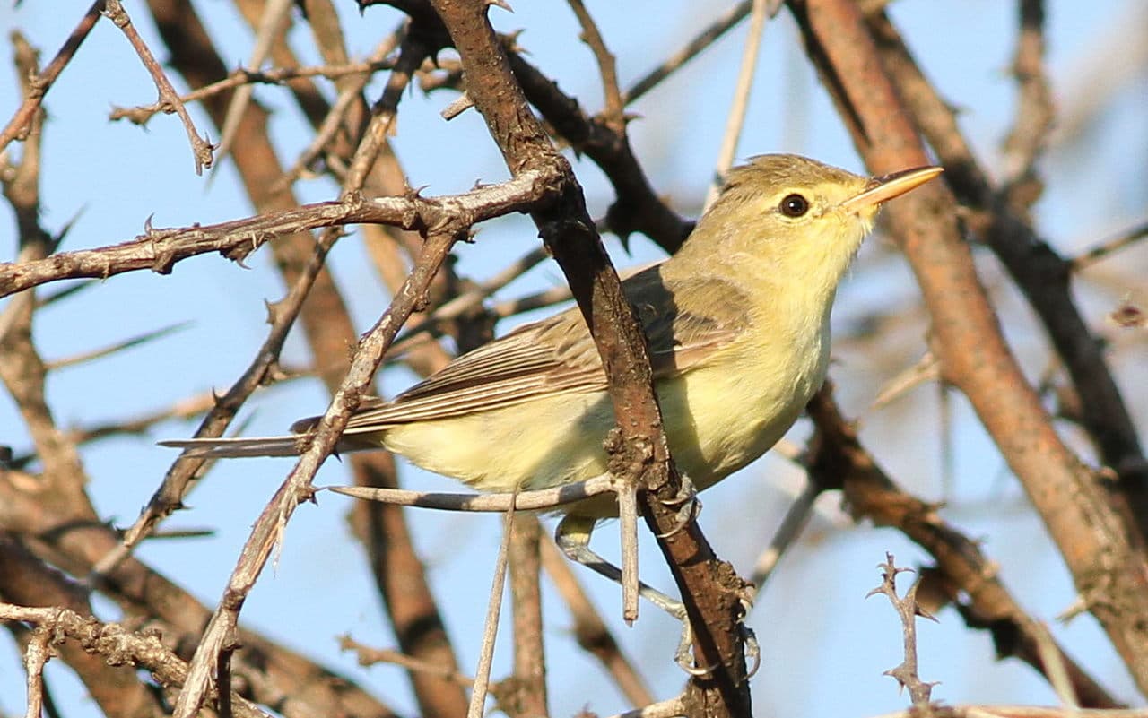 Spotvogel (Hippolais icterina) - Icterine warbler, Hippolais icterina, at Dinokeng Game Reserve, Gauteng-Limpopo, South Africa (16370816571)